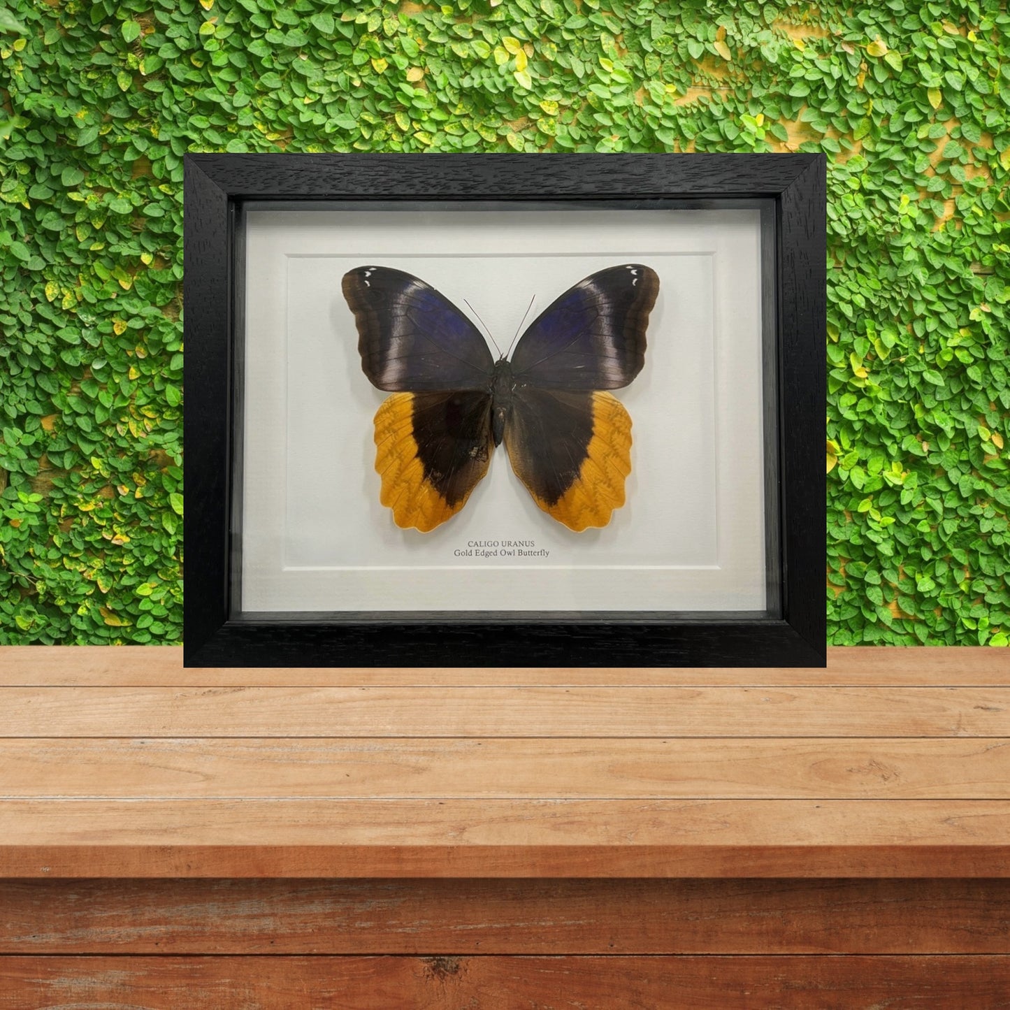 Gold Edged Owl Butterfly
