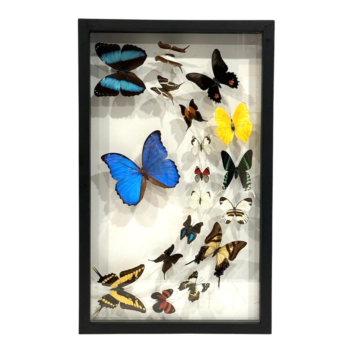 Butterfly Collection
