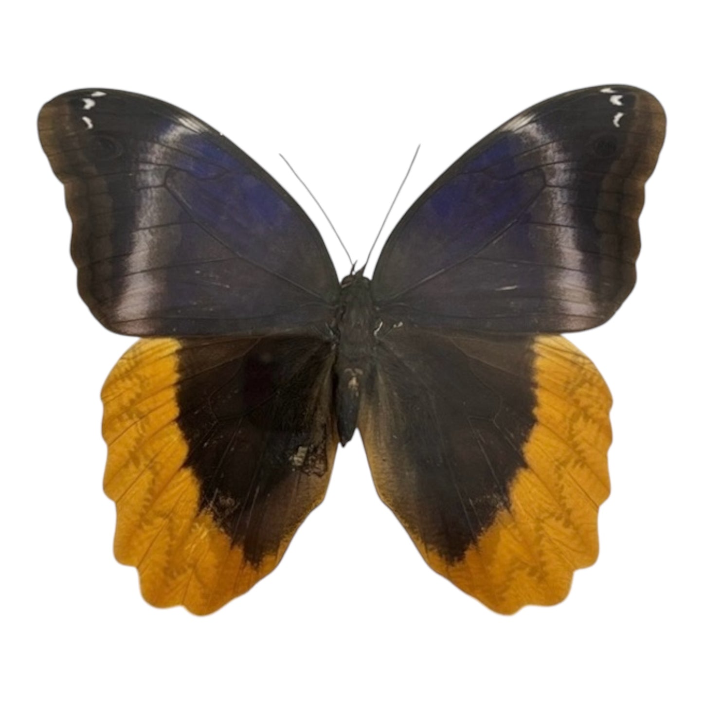 Gold Edged Owl Butterfly