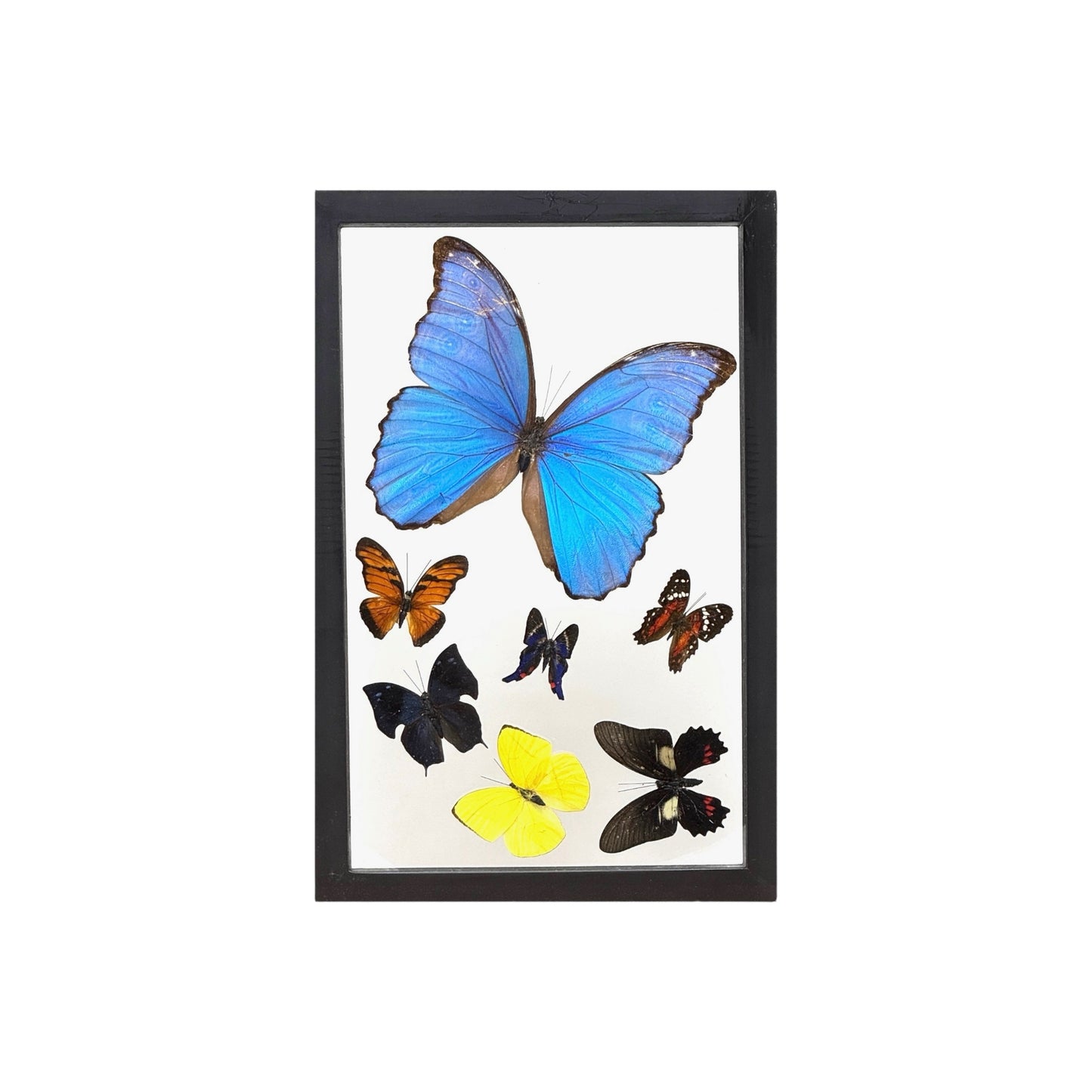 Butterfly Collection (12")