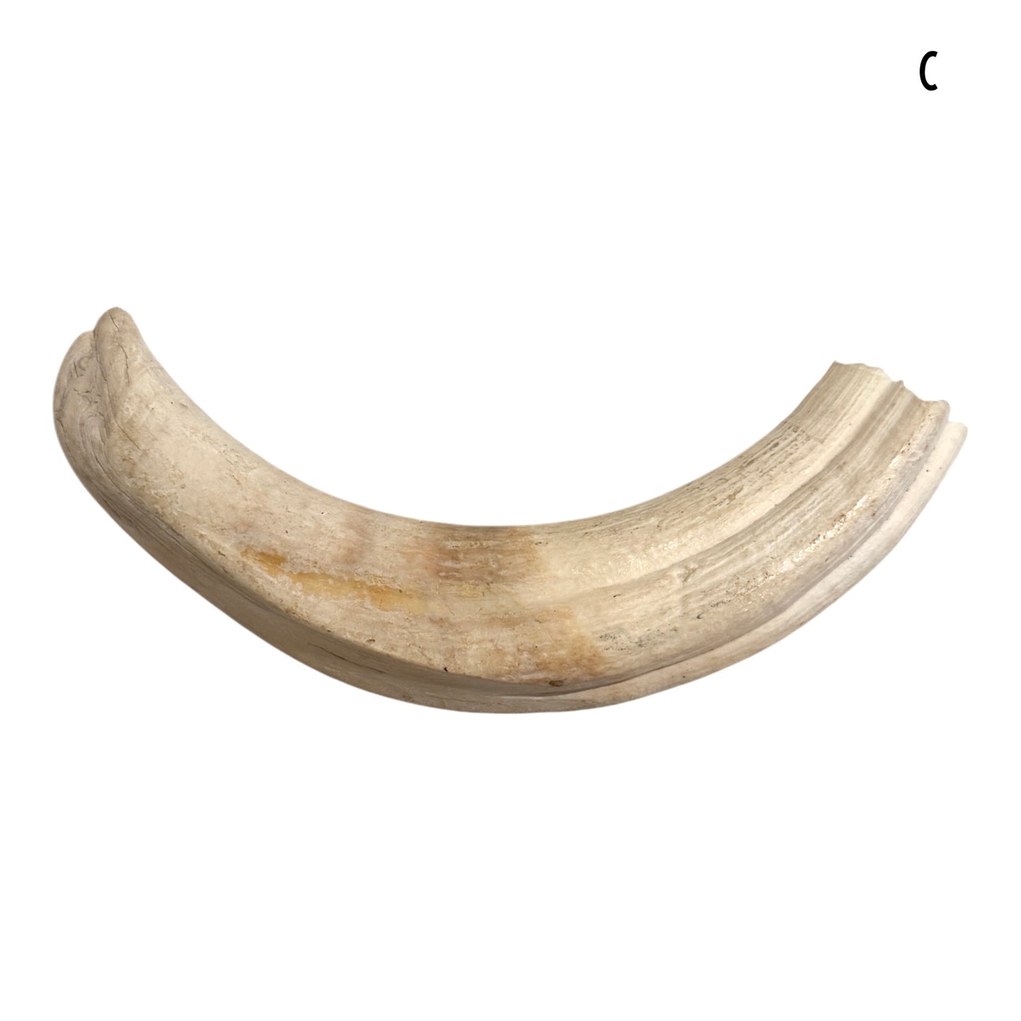Warthog Tusk