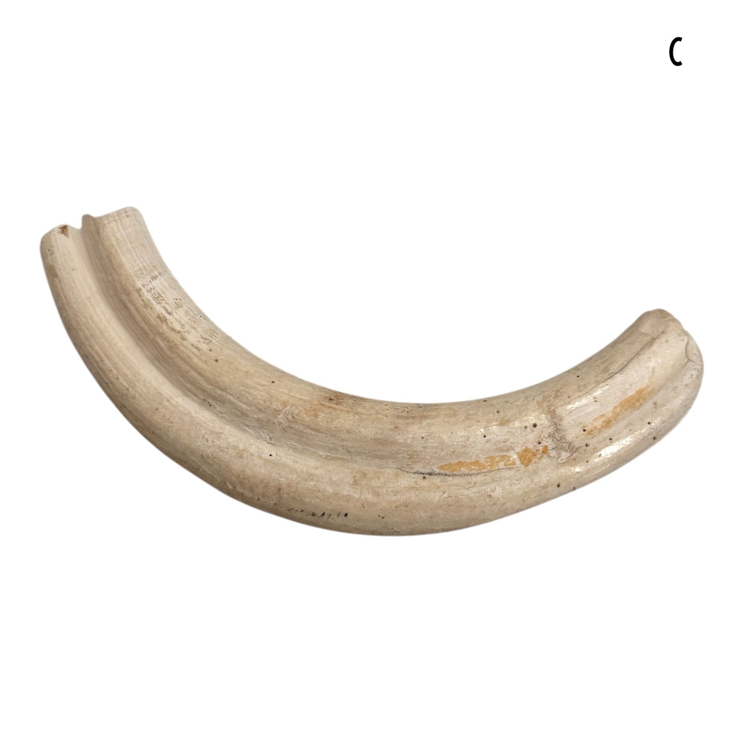 Warthog Tusk