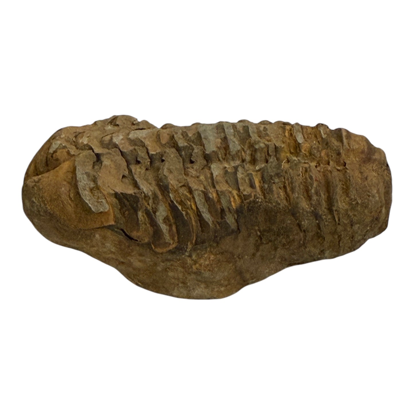 Trilobite Fossil (Calymene)