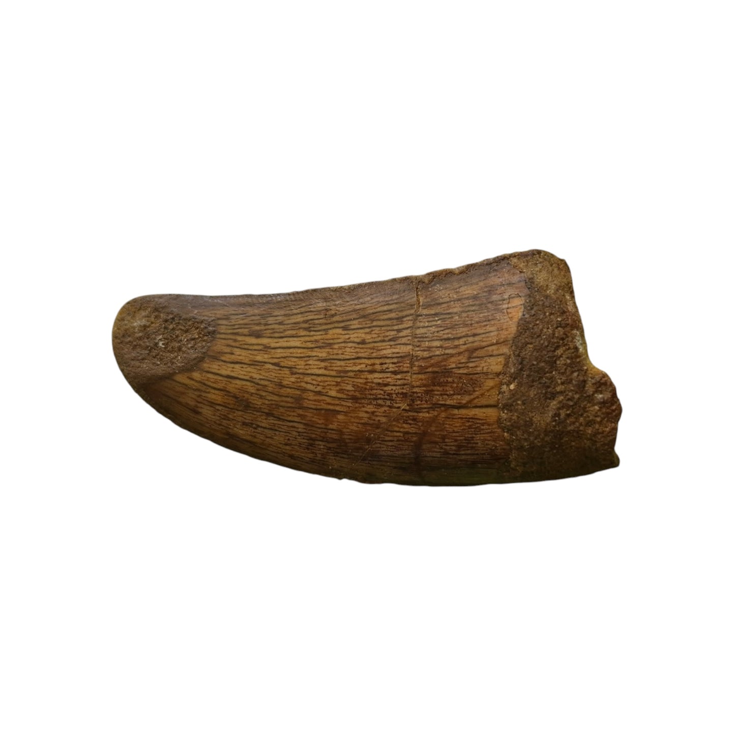 Fossilized Dinosaur Tooth (Carcharodontosaurus)