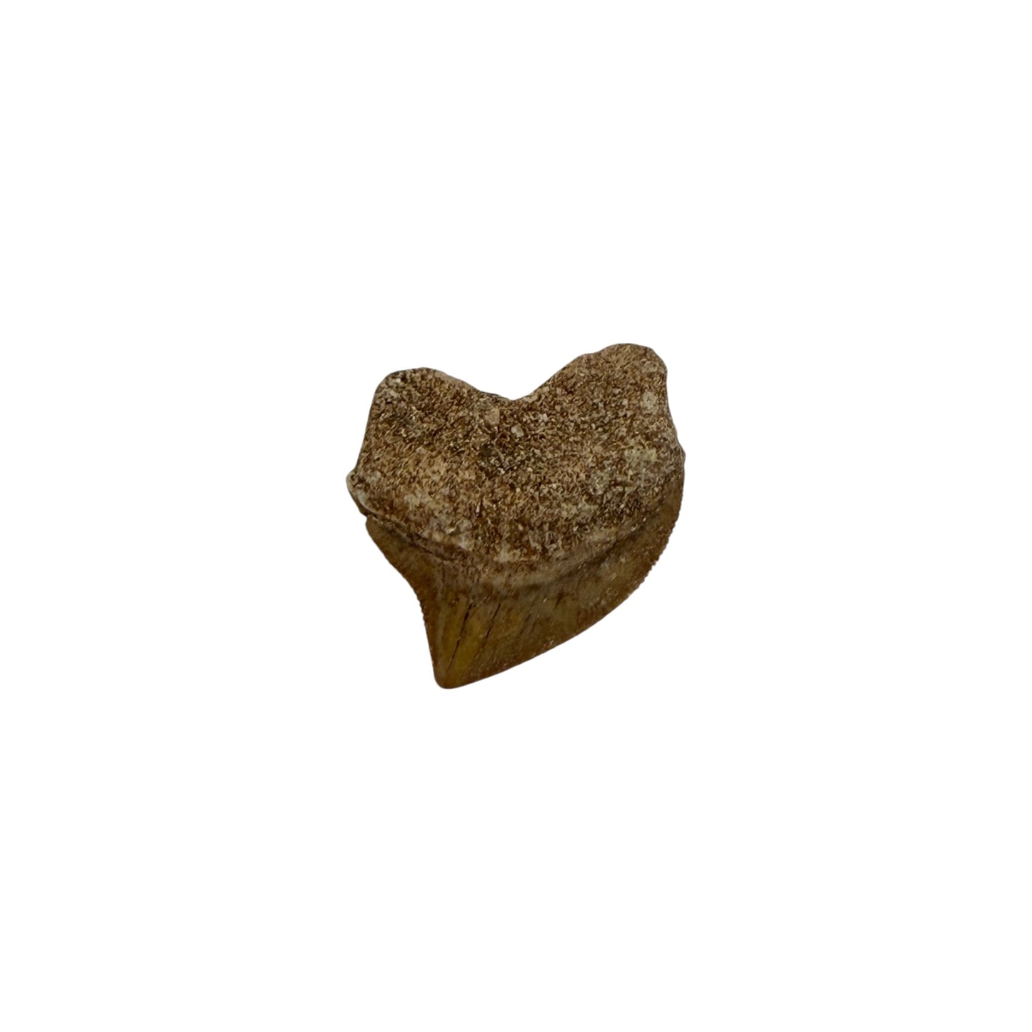 Fossil Shark Tooth (Squalicorax)
