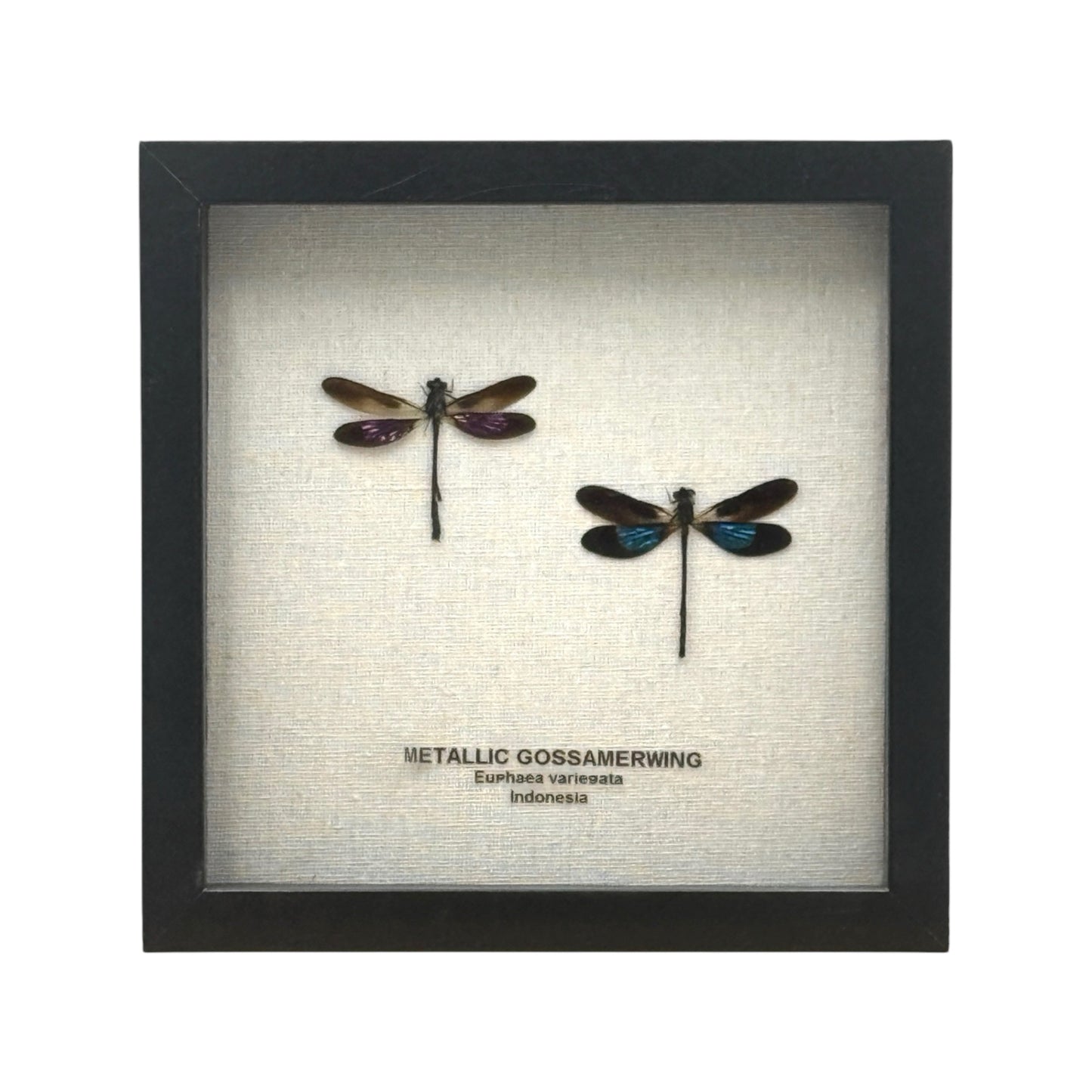Metallic Gossamer Wing Damselfly