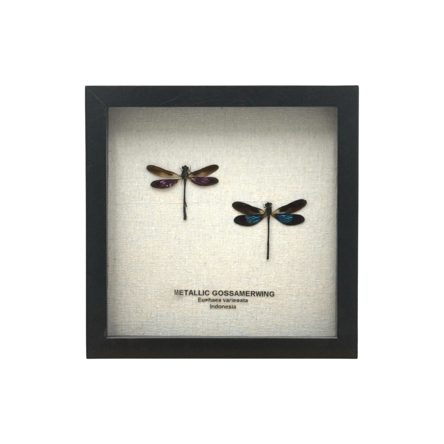 Metallic Gossamer Wing Damselfly