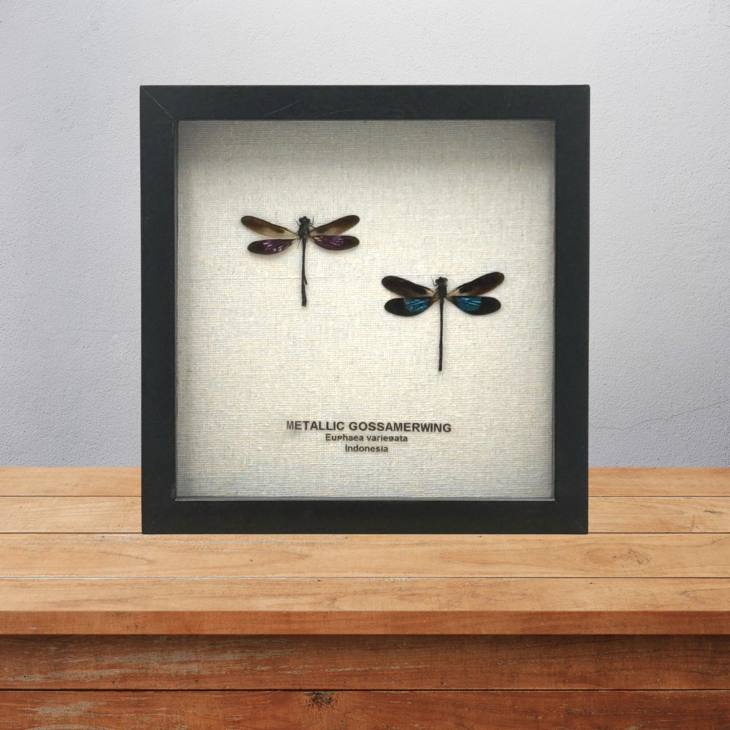 Metallic Gossamer Wing Damselfly