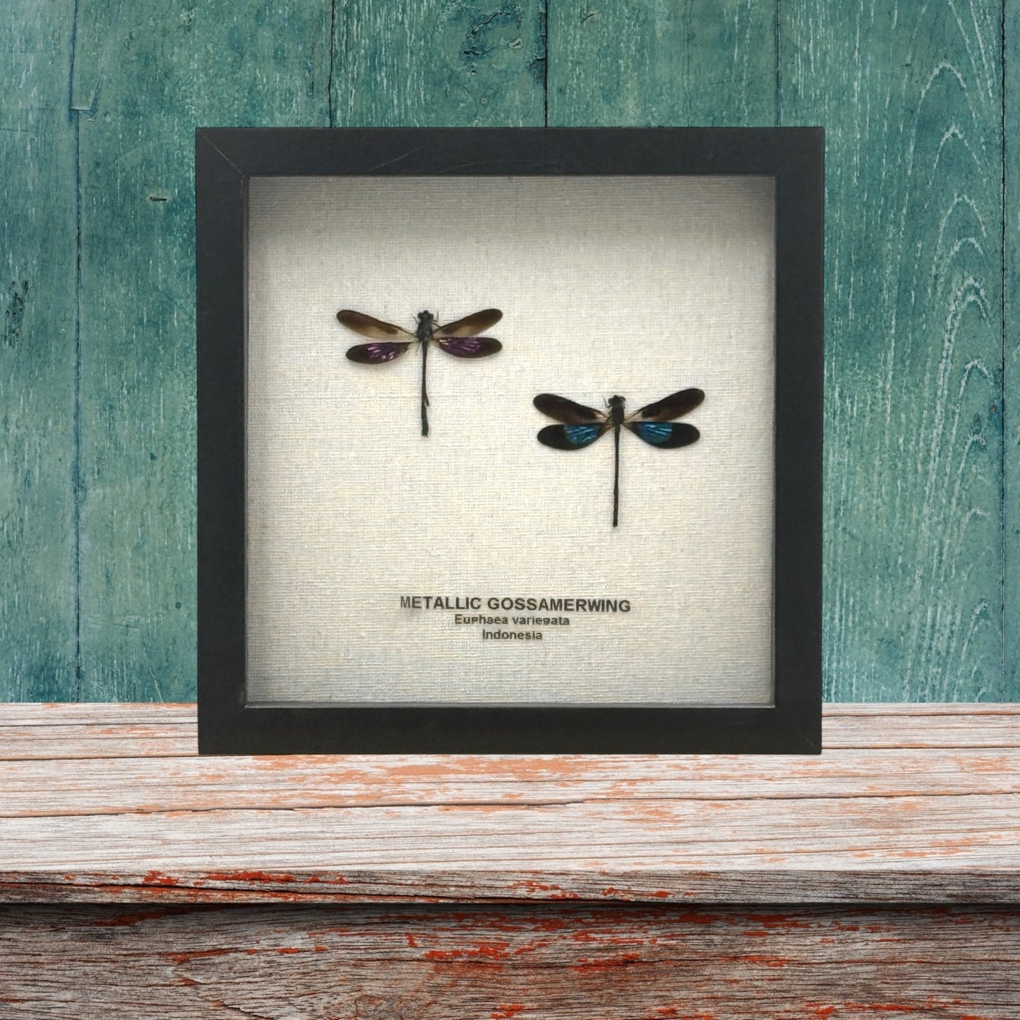 Metallic Gossamer Wing Damselfly