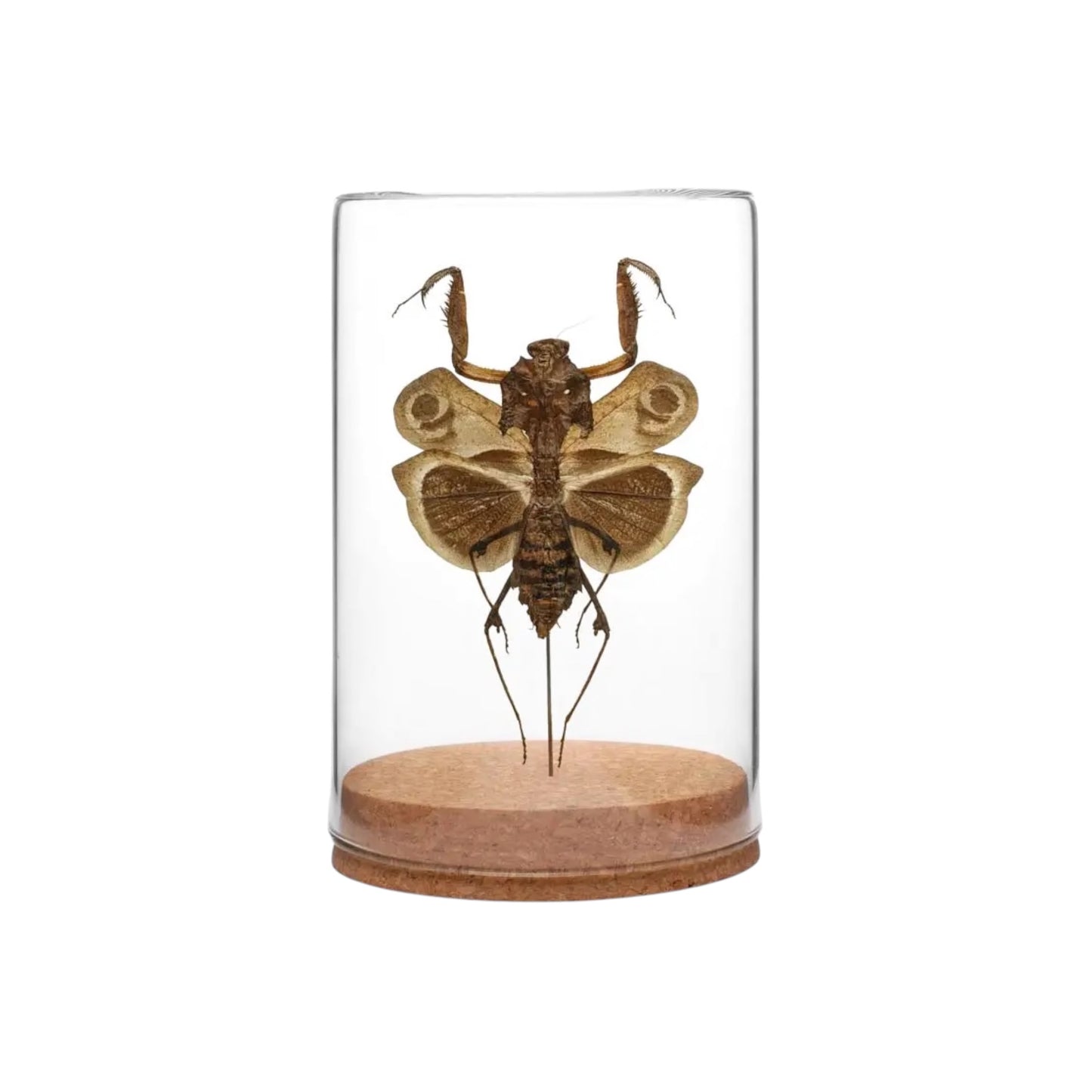 Dead Leaf Mantis Globe