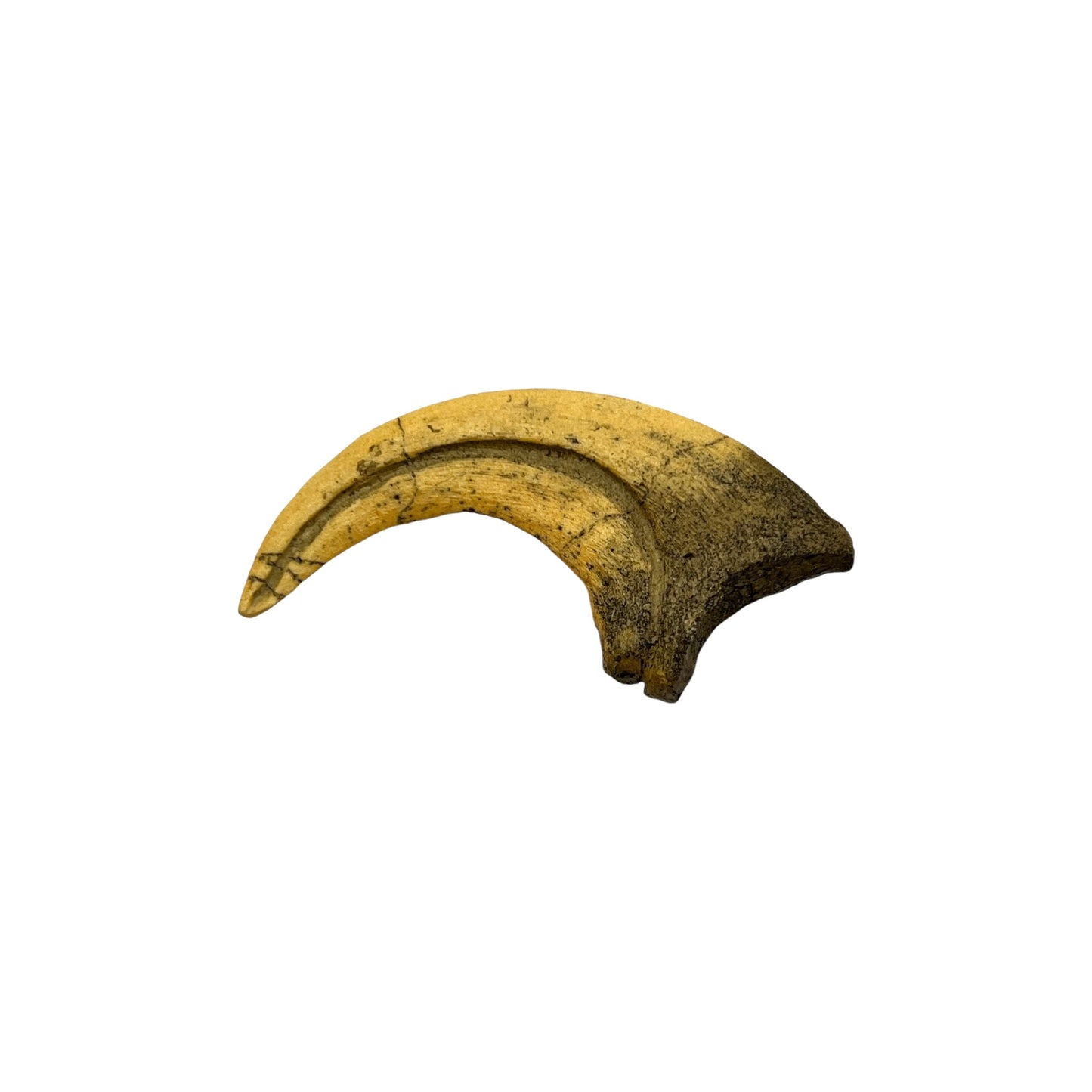 Claw Replica (Deinonychus)