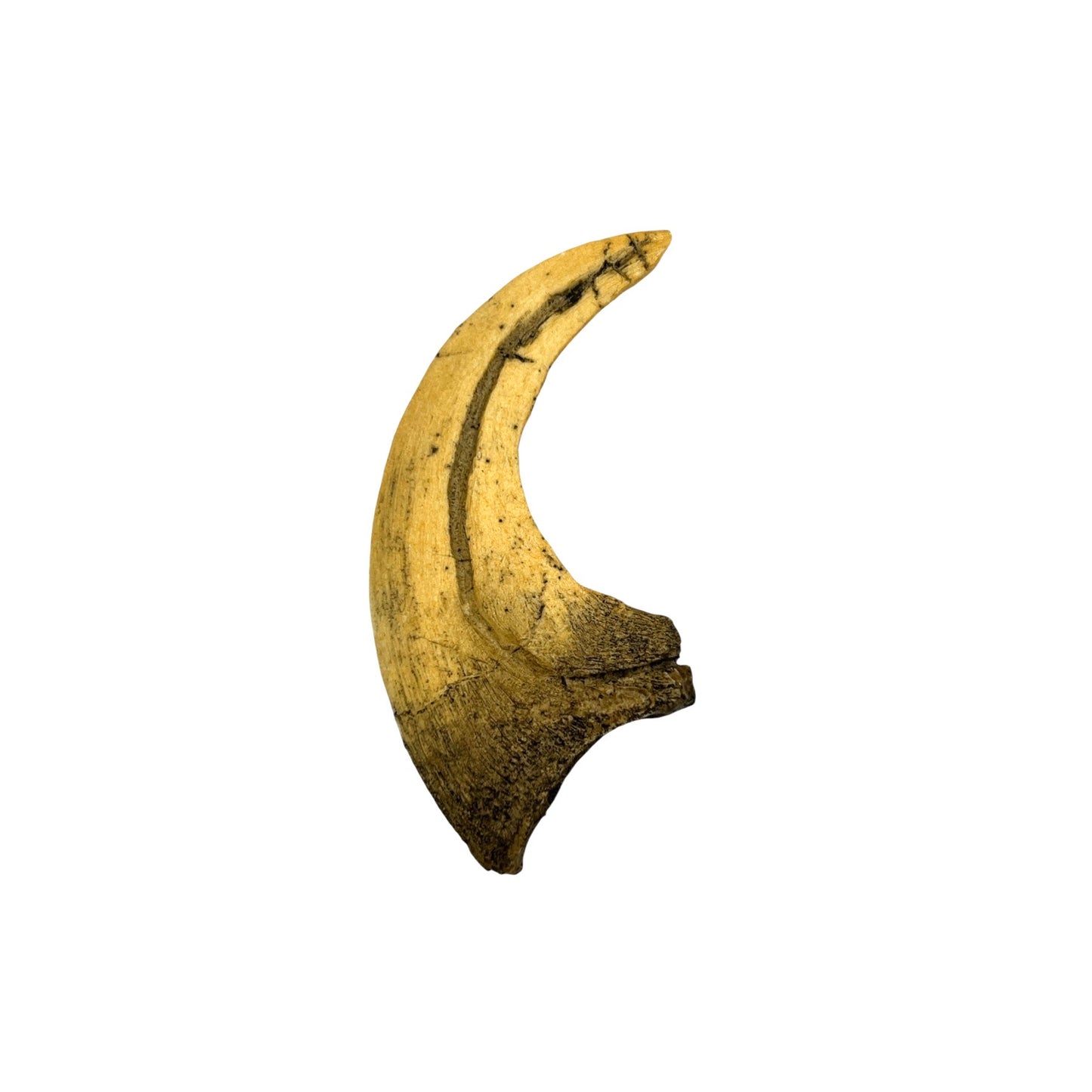 Claw Replica (Deinonychus)