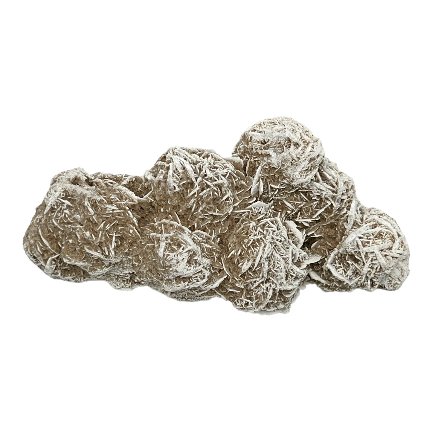 Desert Rose