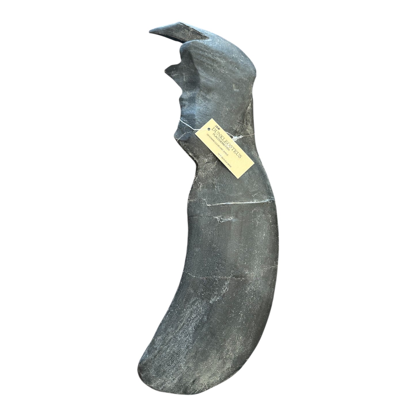 Jaw Replica (Dunkleosteus)