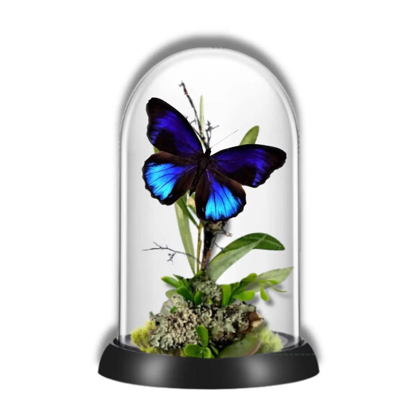 Excelsa Butterfly Diorama