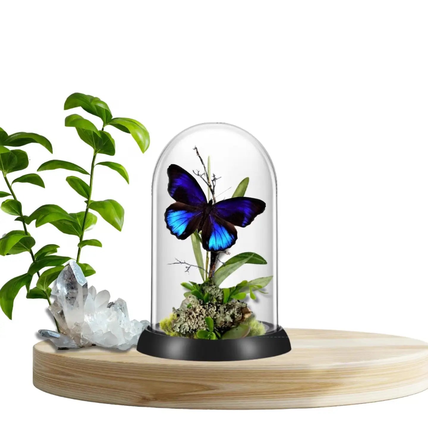 Excelsa Butterfly Diorama