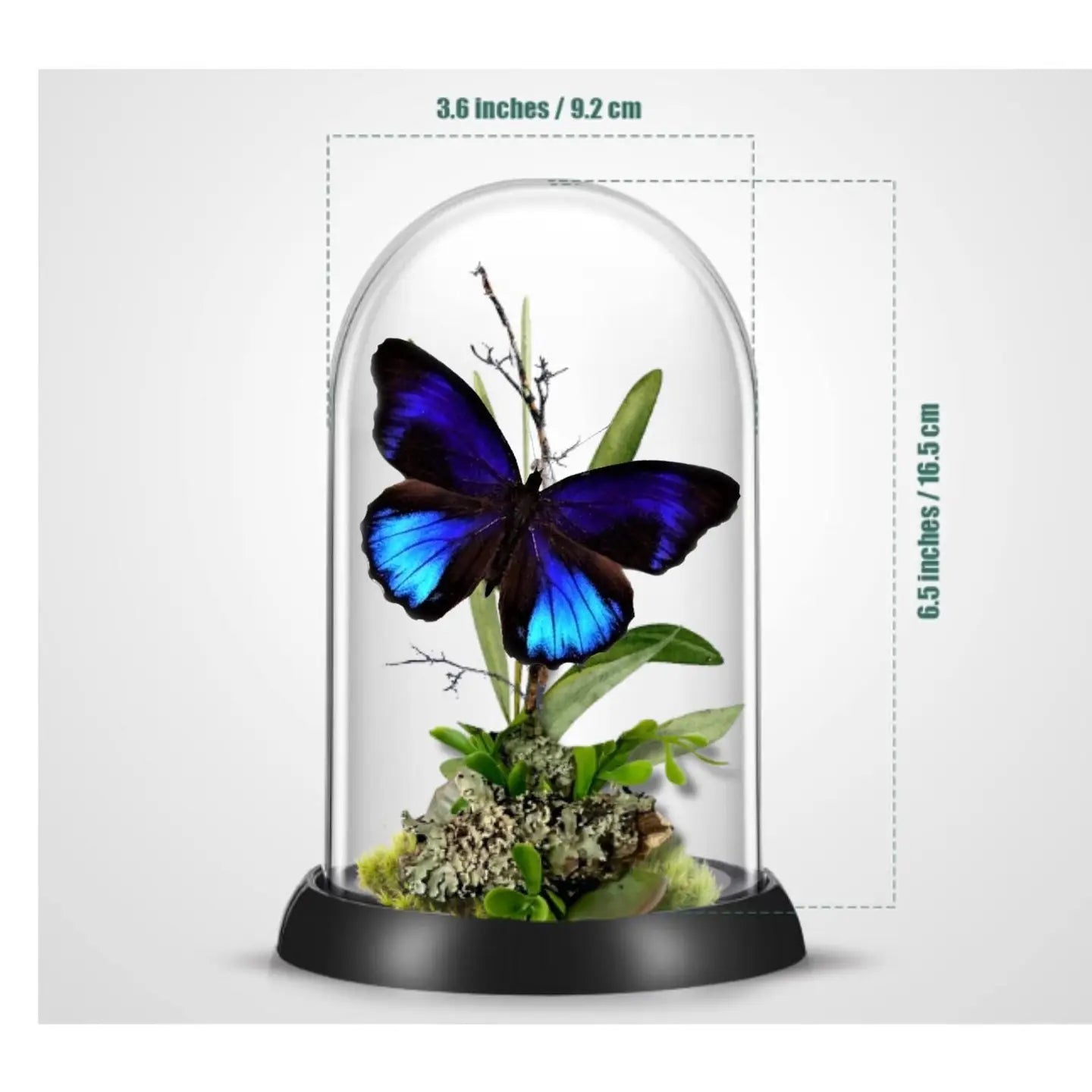 Excelsa Butterfly Diorama