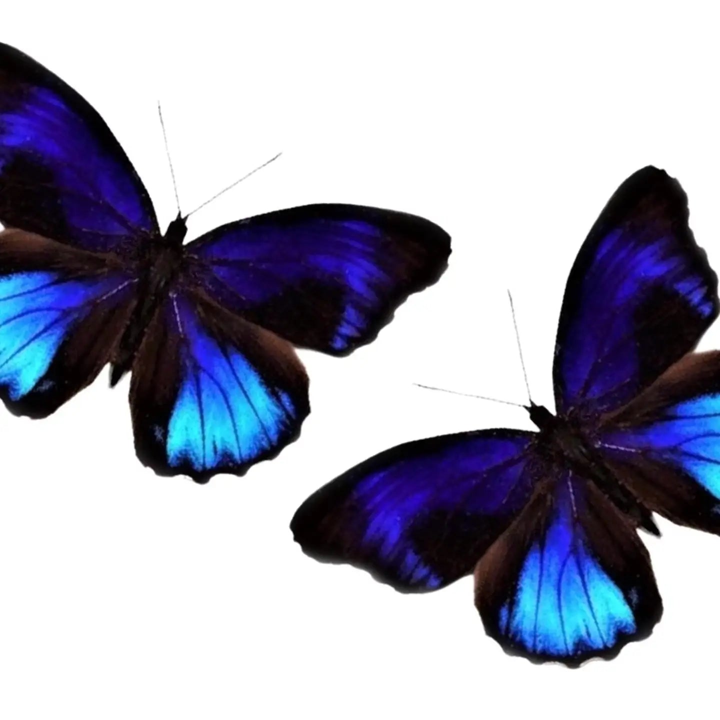 Excelsa Butterfly Diorama
