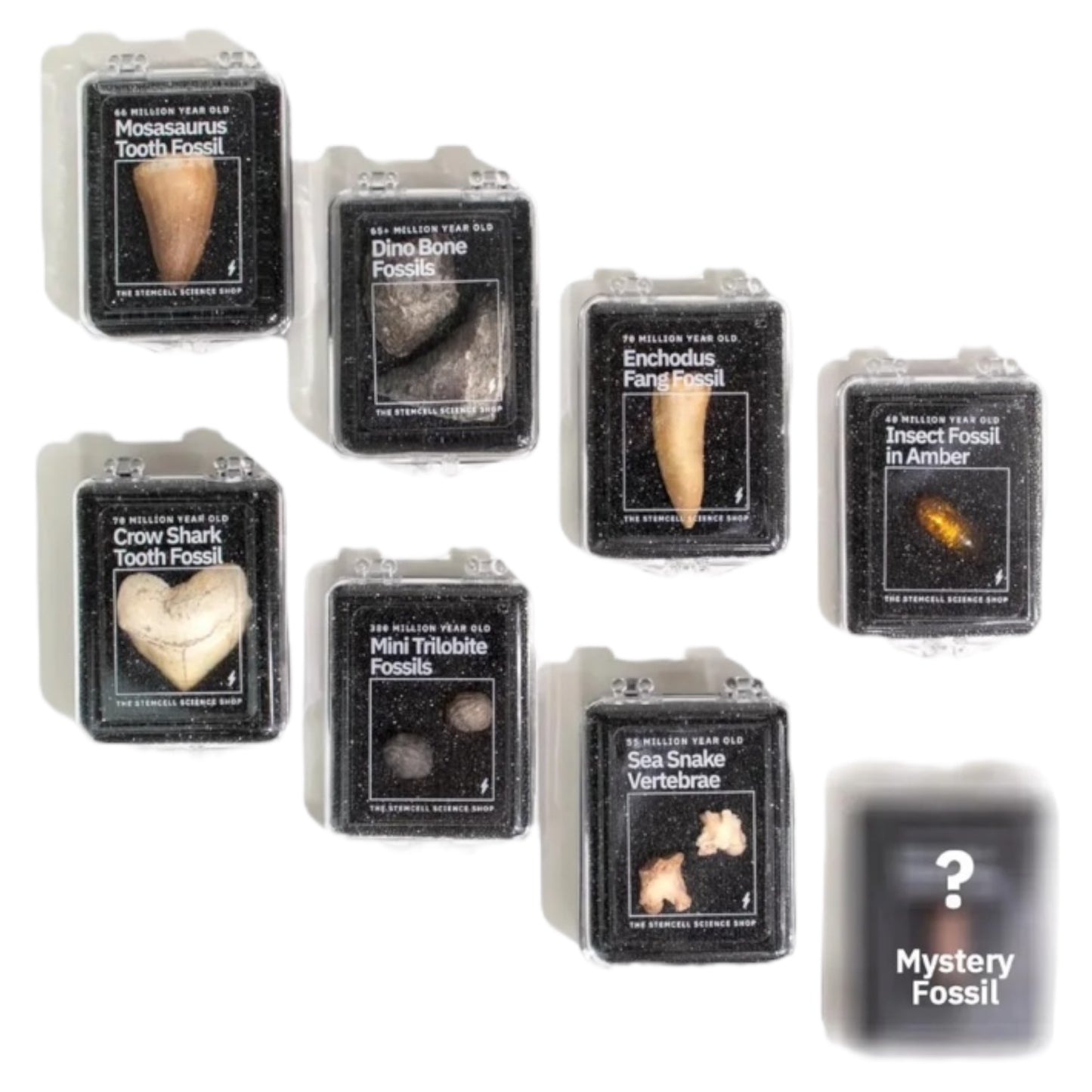 Fossil Blind Bag