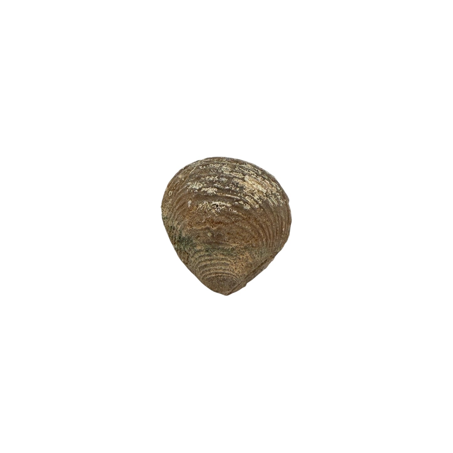 Fossil Clam