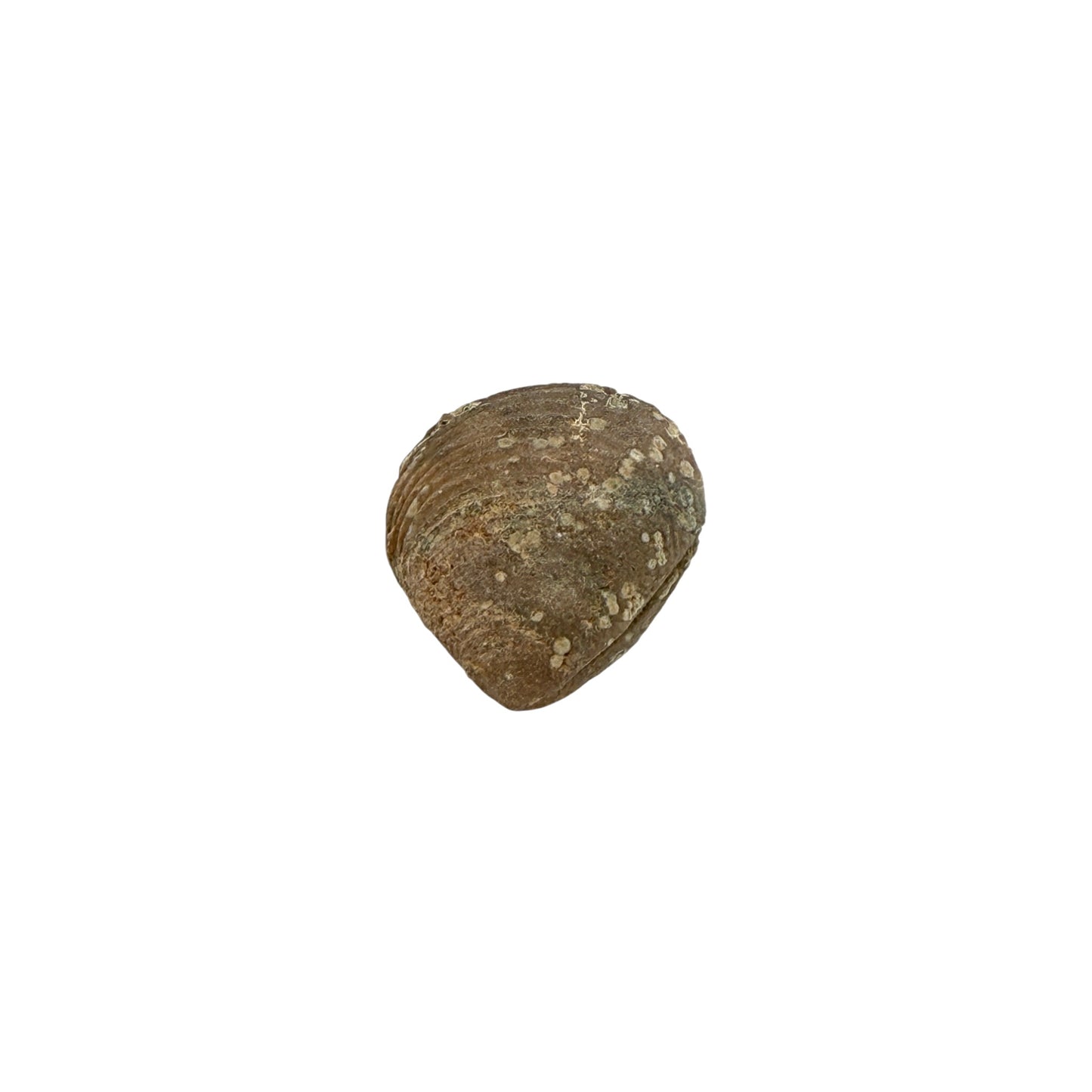 Fossil Clam