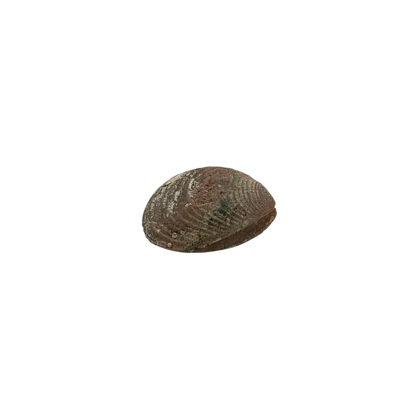 Fossil Clam