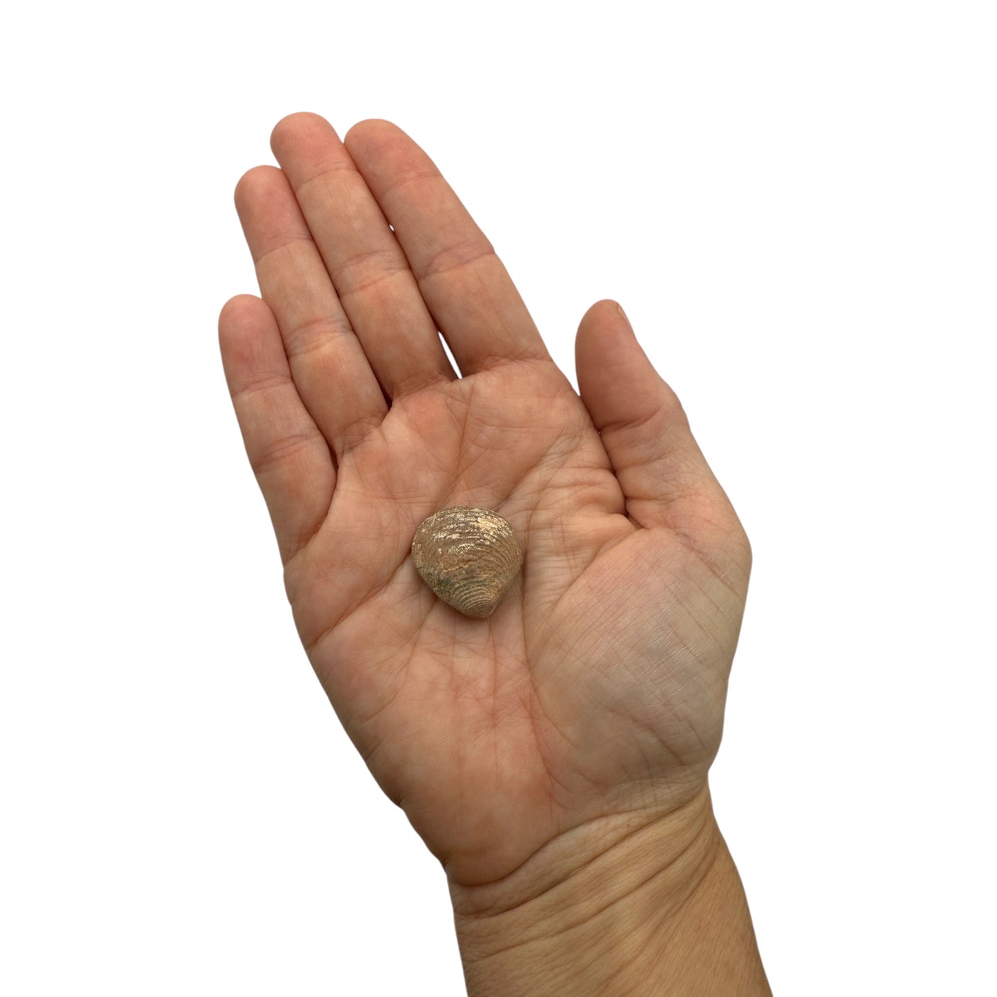Fossil Clam