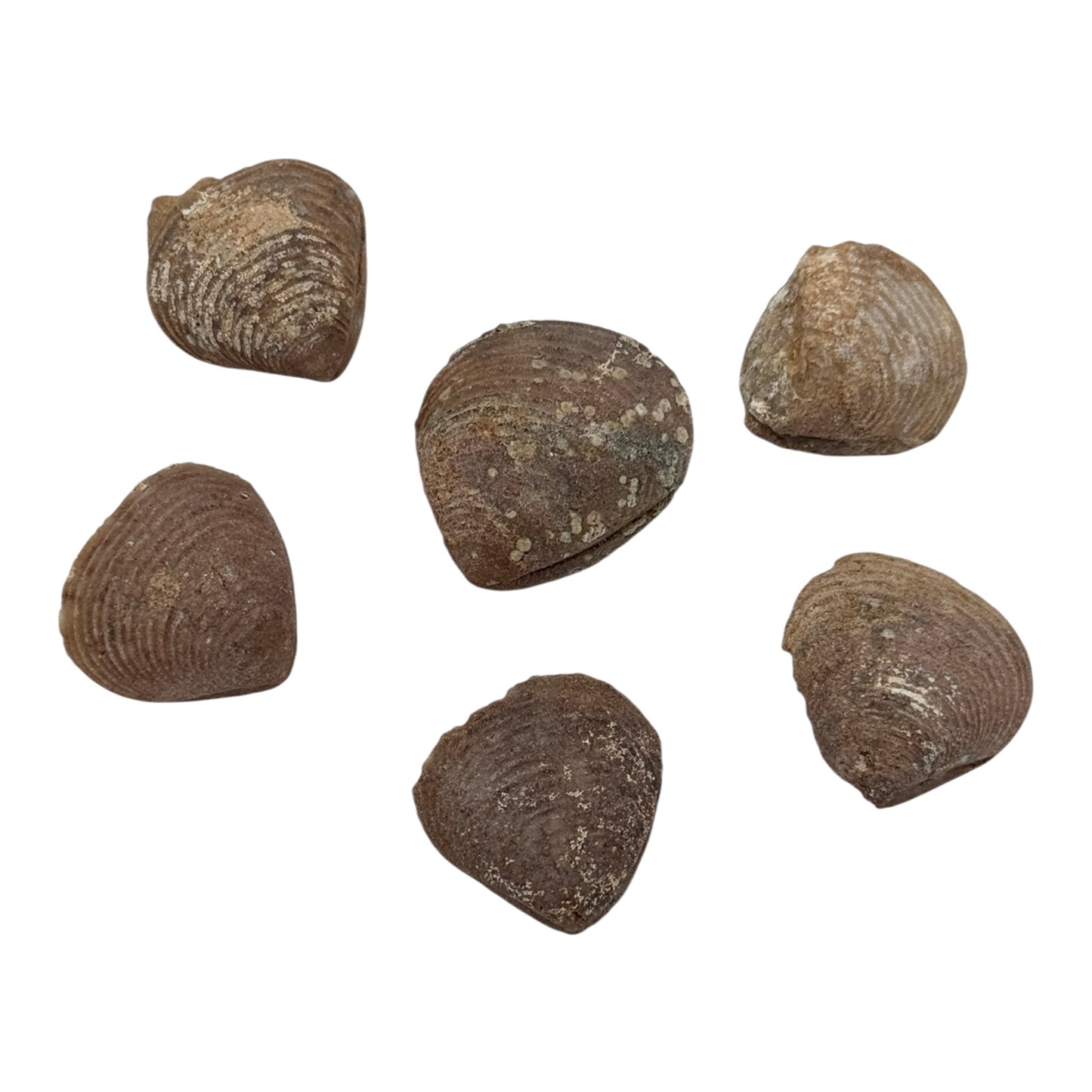 Fossil Clam