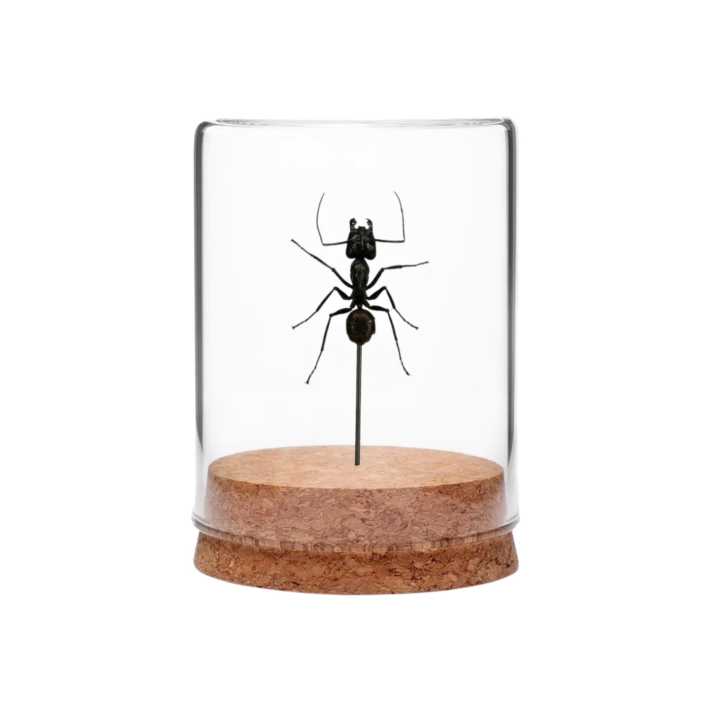 Giant Forest Ant Globe