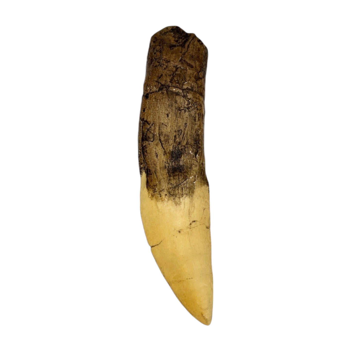 Tooth Replica (Giganotosaurus)