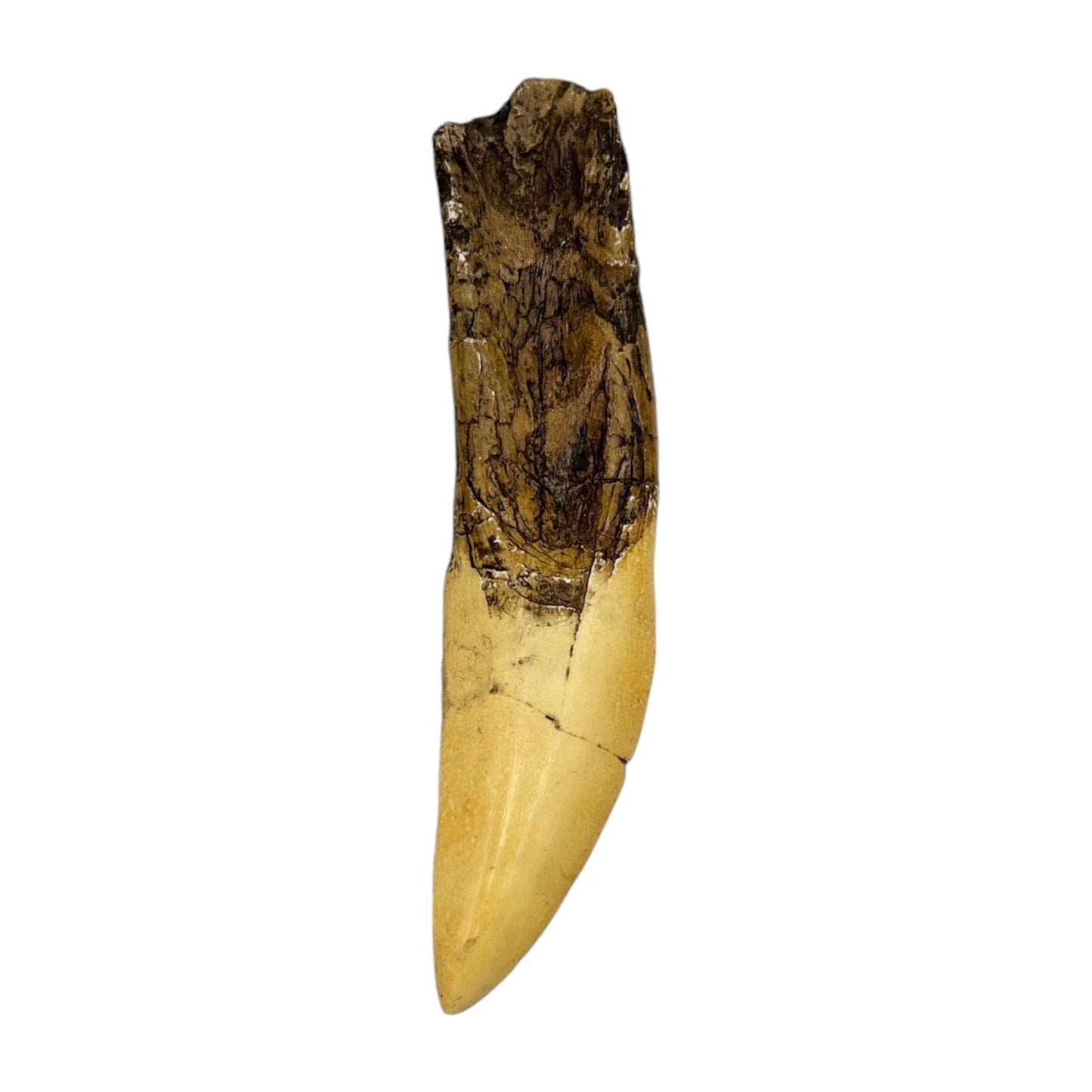 Tooth Replica (Giganotosaurus)