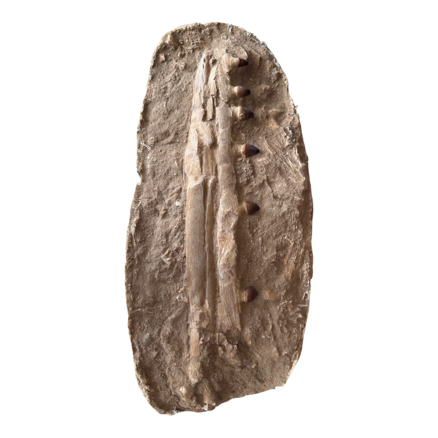 Globidens Mosasaur Jaw in Matrix