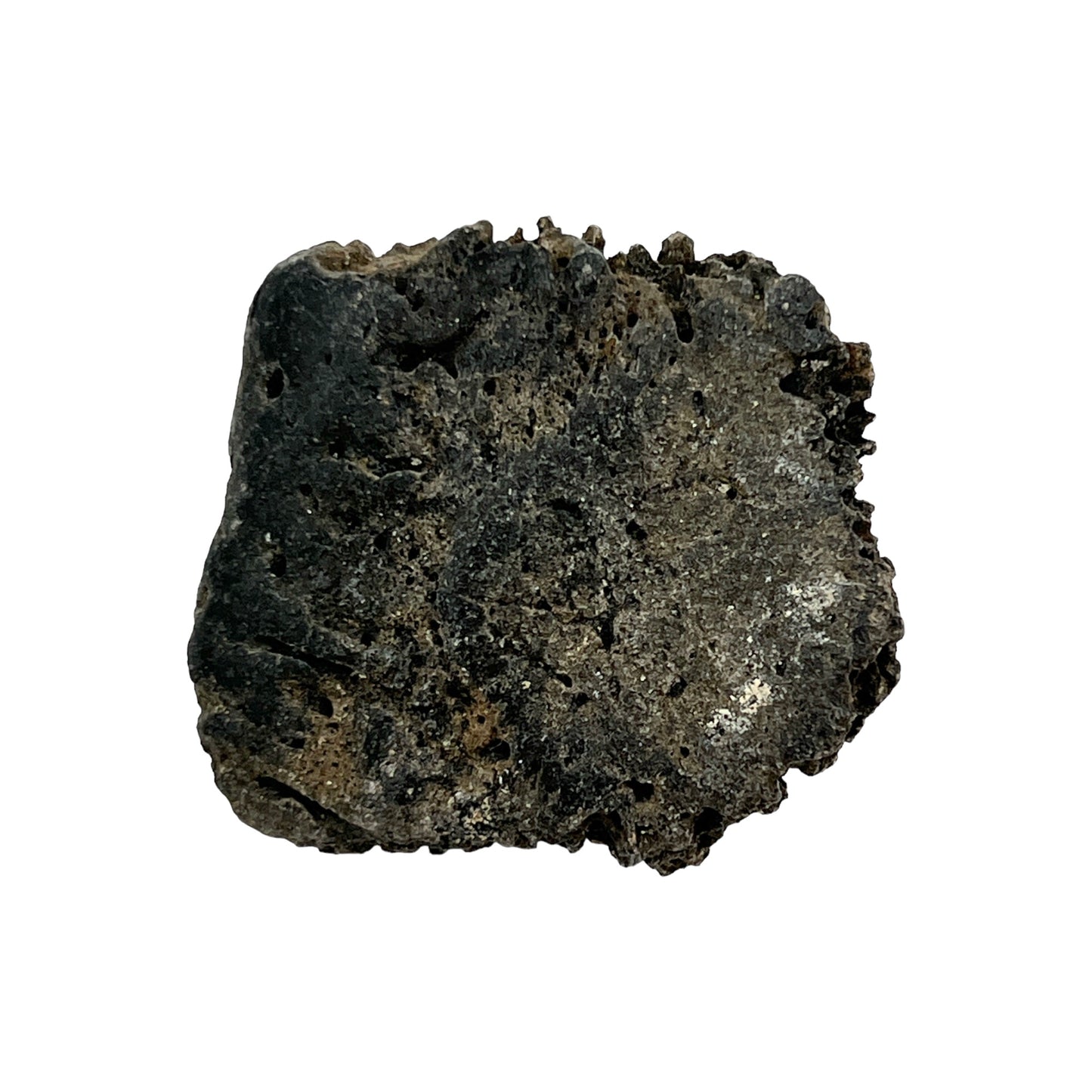 Glyptodont Scute (Jumbo)