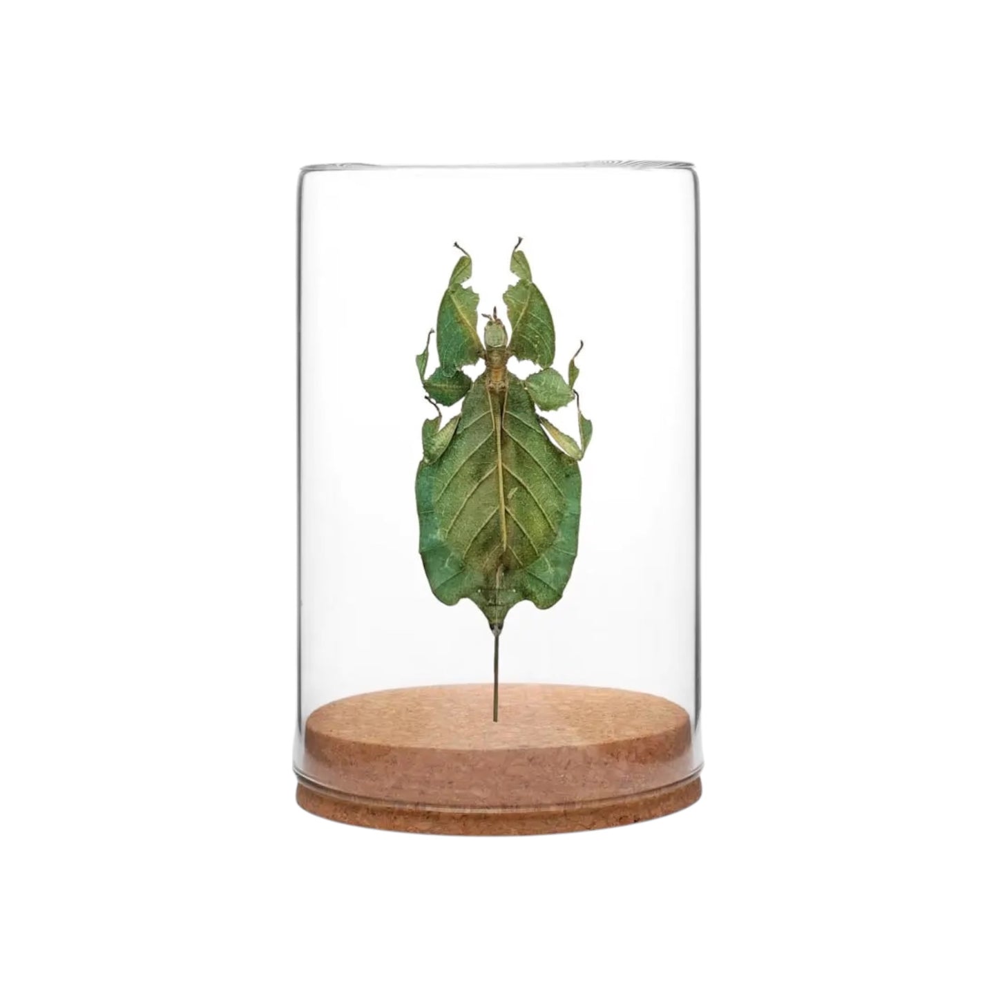 Gray's Leaf Insect Globe