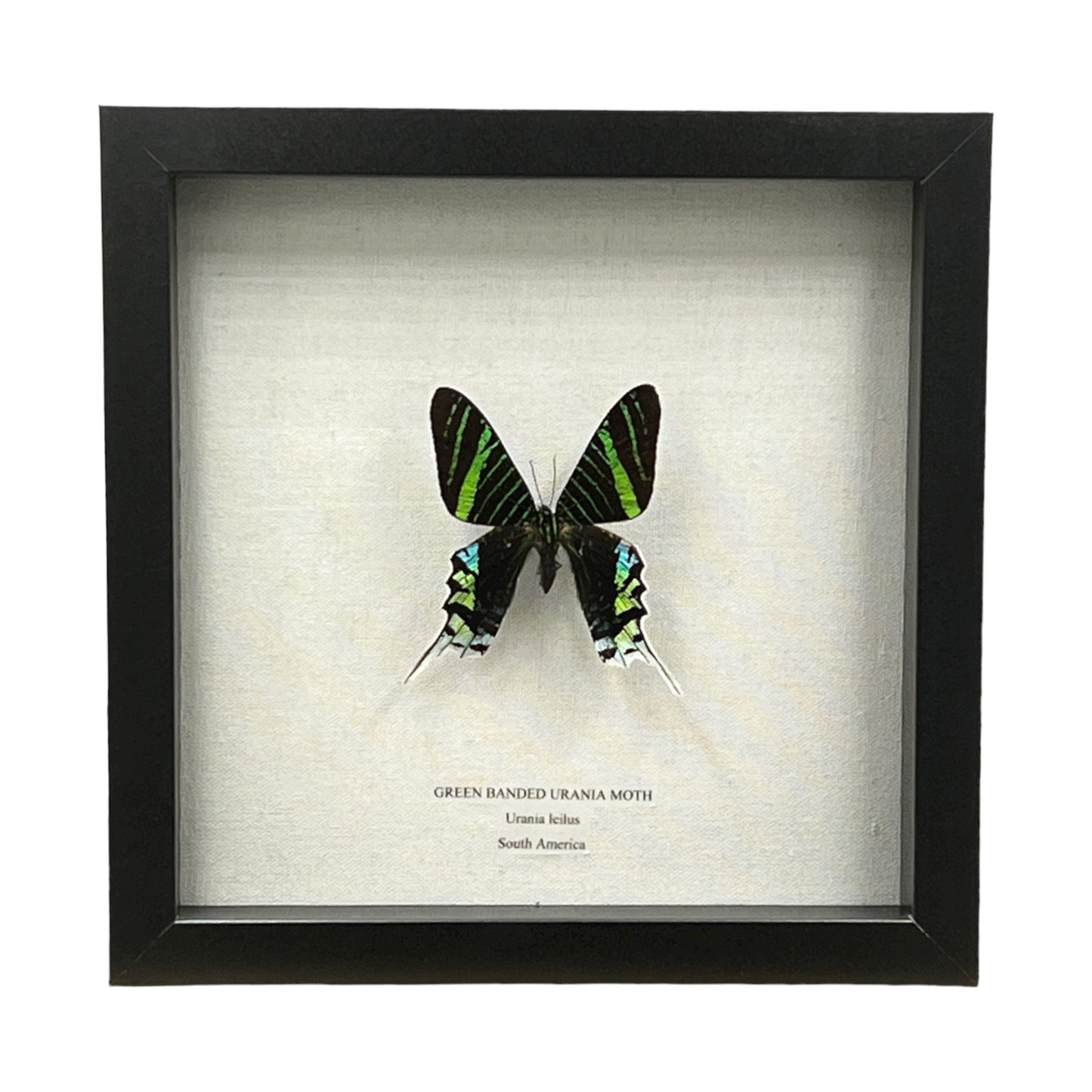 Green Banded Urania Moth