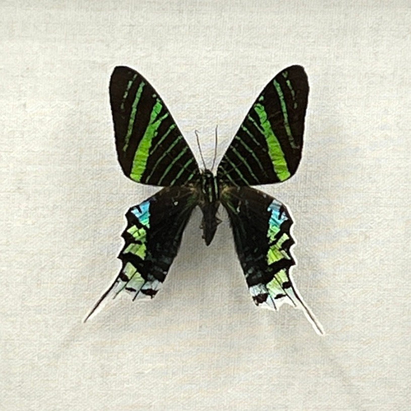 Green Banded Urania Moth