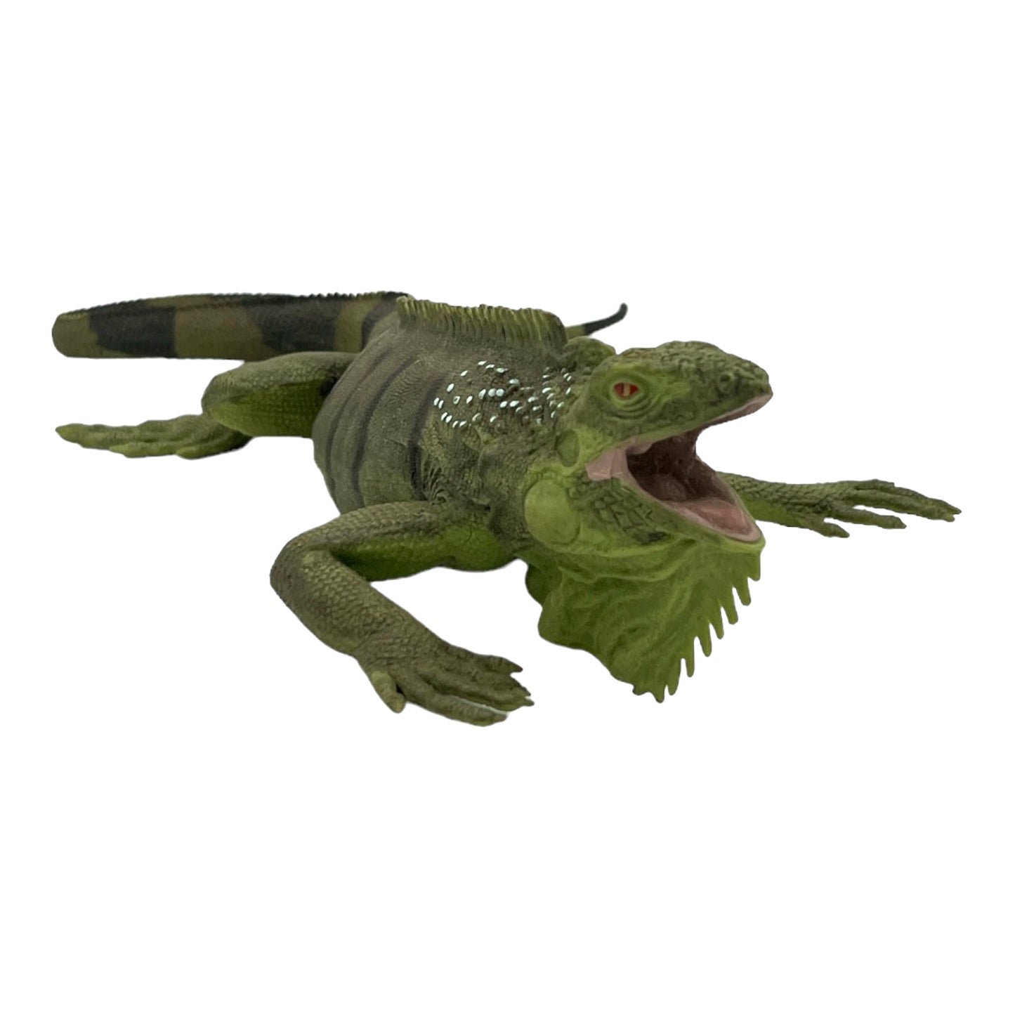 Iguana (Safari)