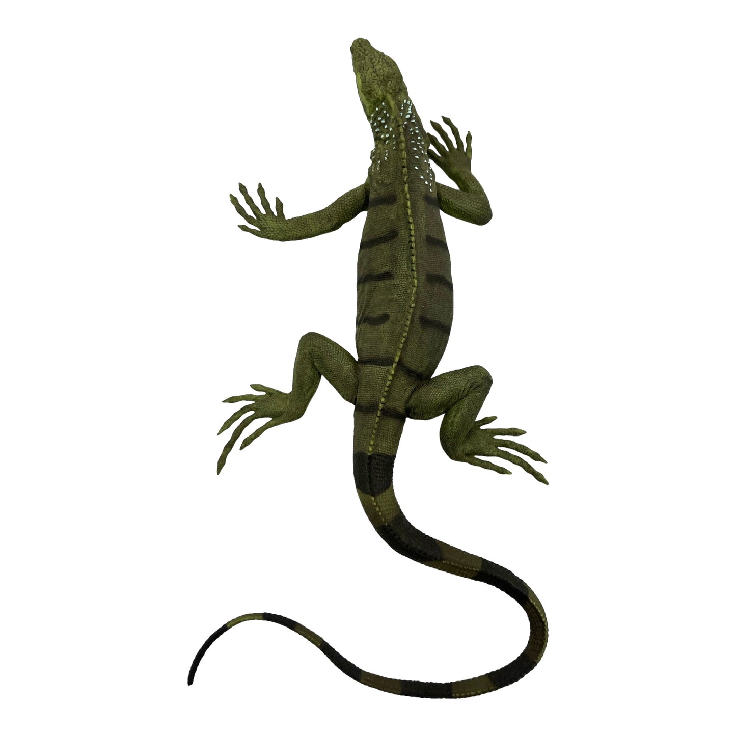 Iguana (Safari)