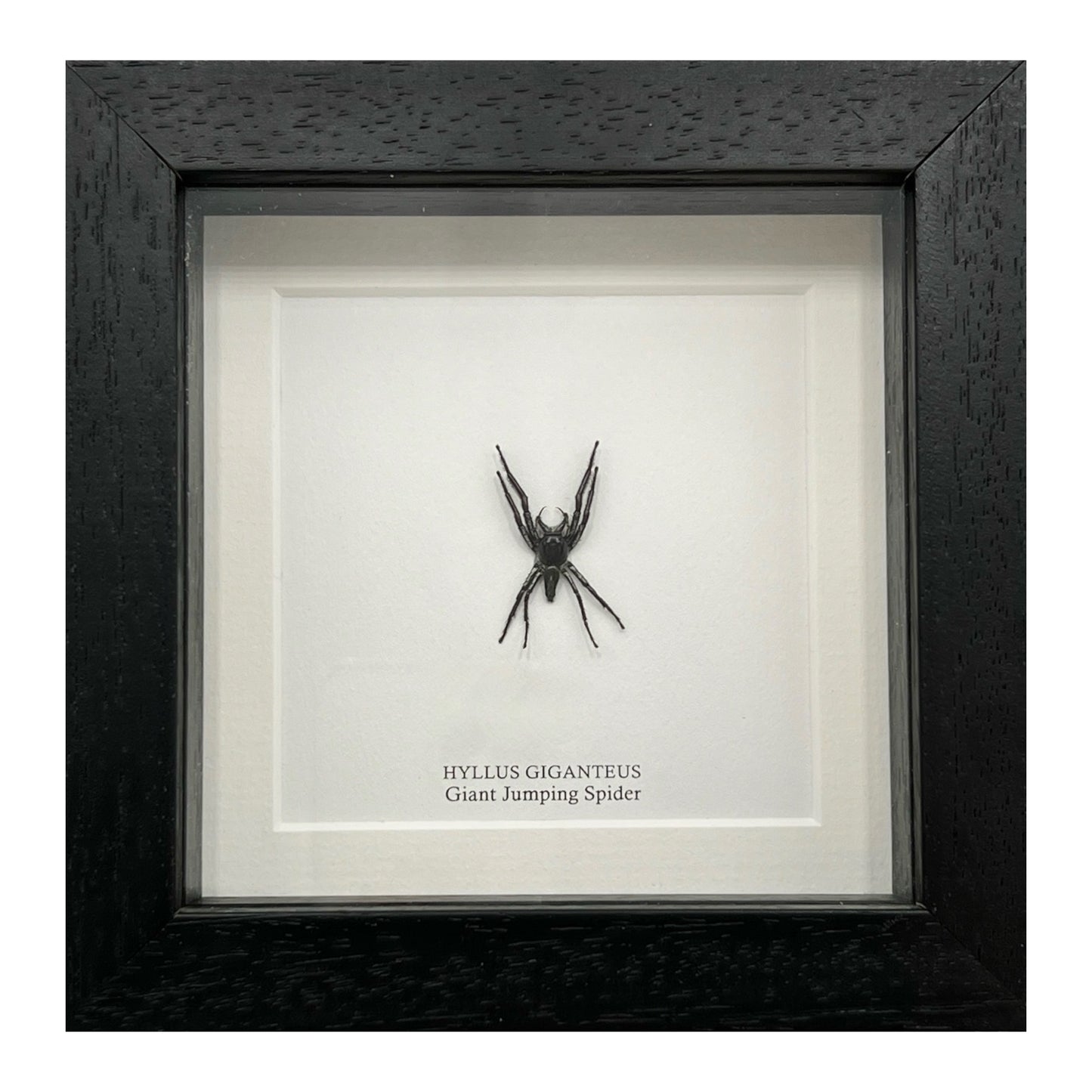 Giant Jumping Spider