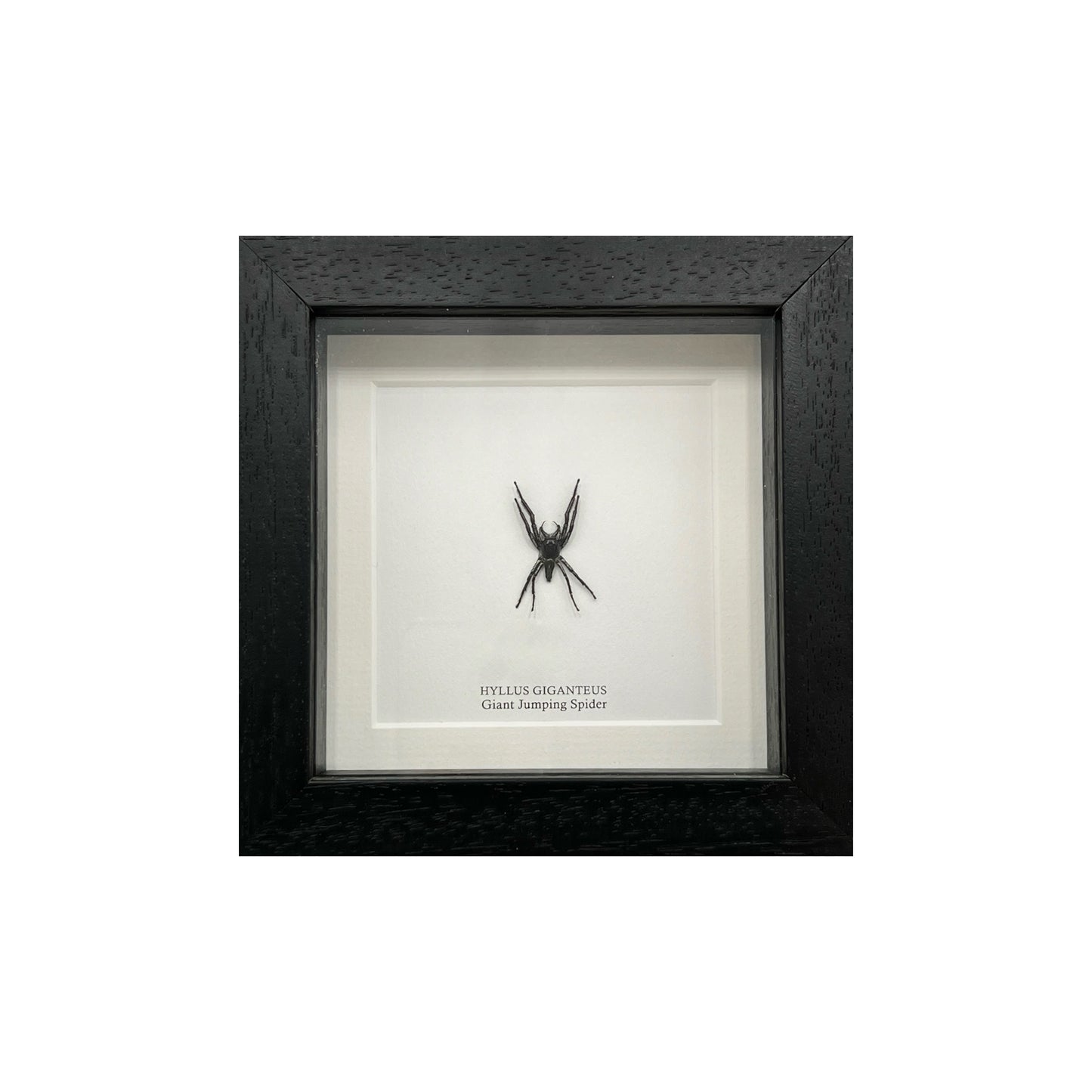 Giant Jumping Spider