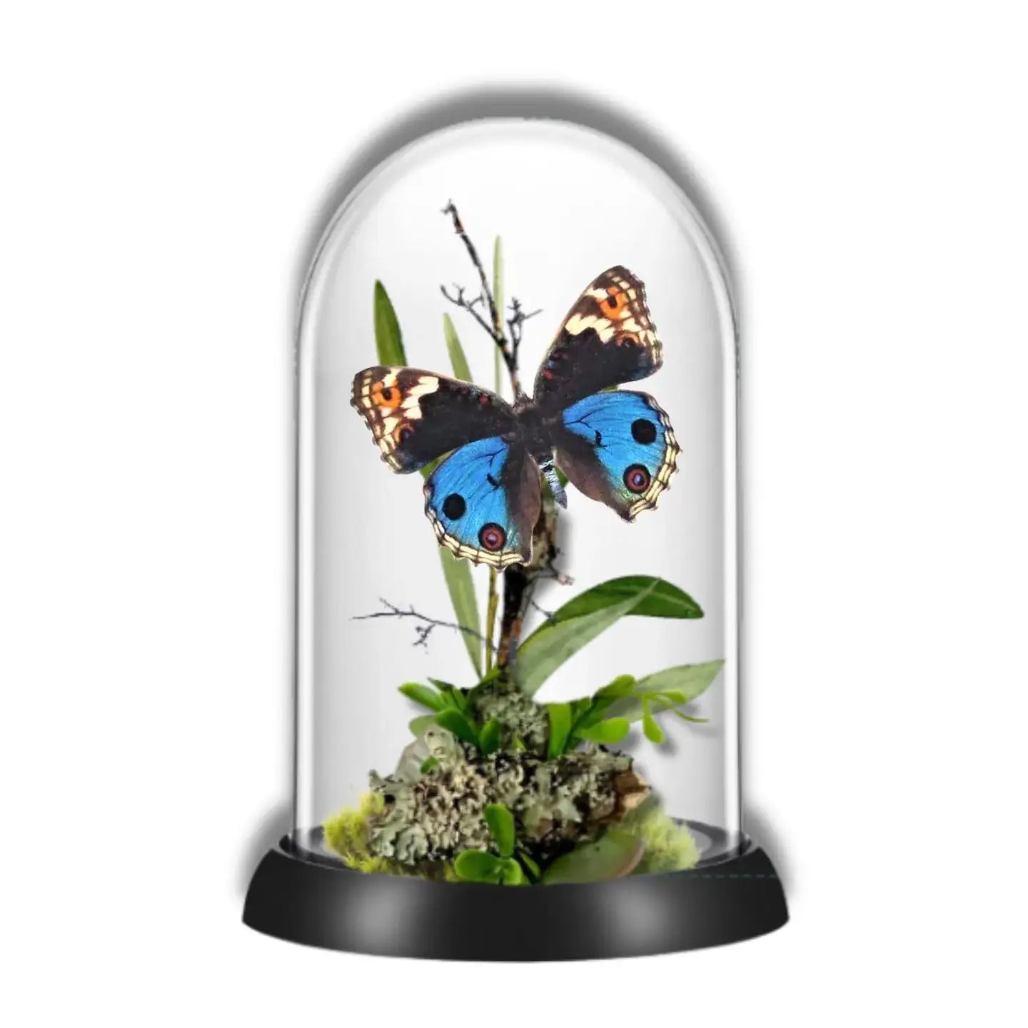 Junonia Butterfly Diorama