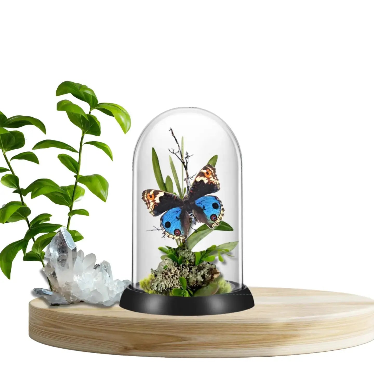 Junonia Butterfly Diorama