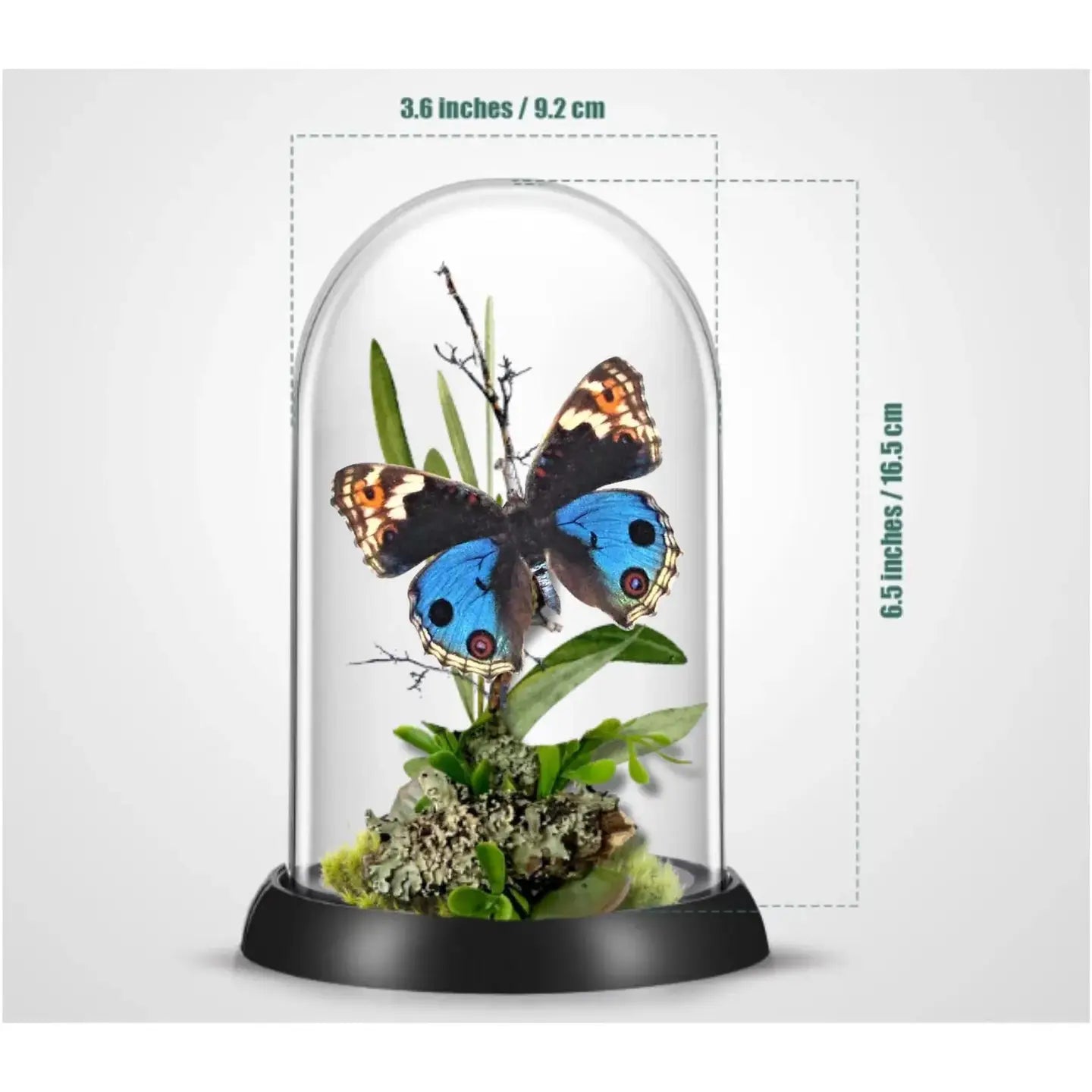 Junonia Butterfly Diorama