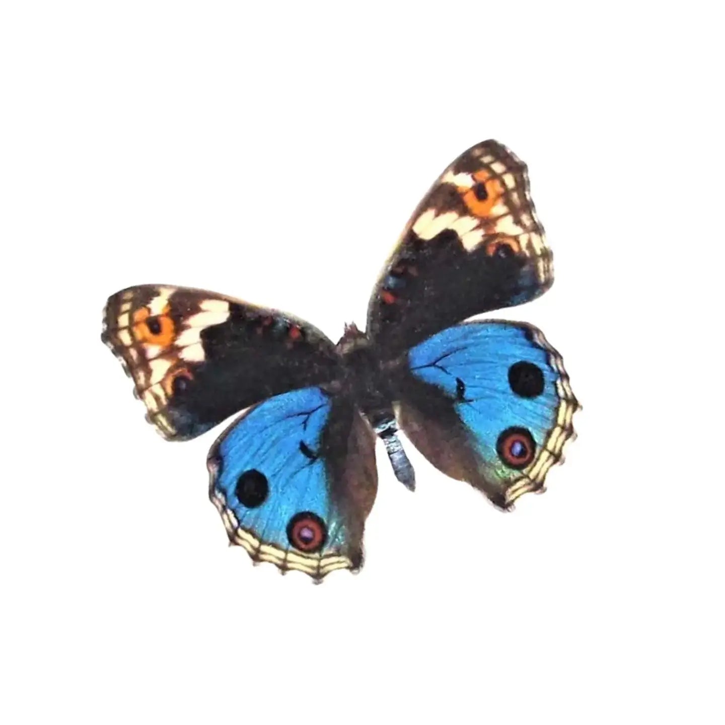 Junonia Butterfly Diorama