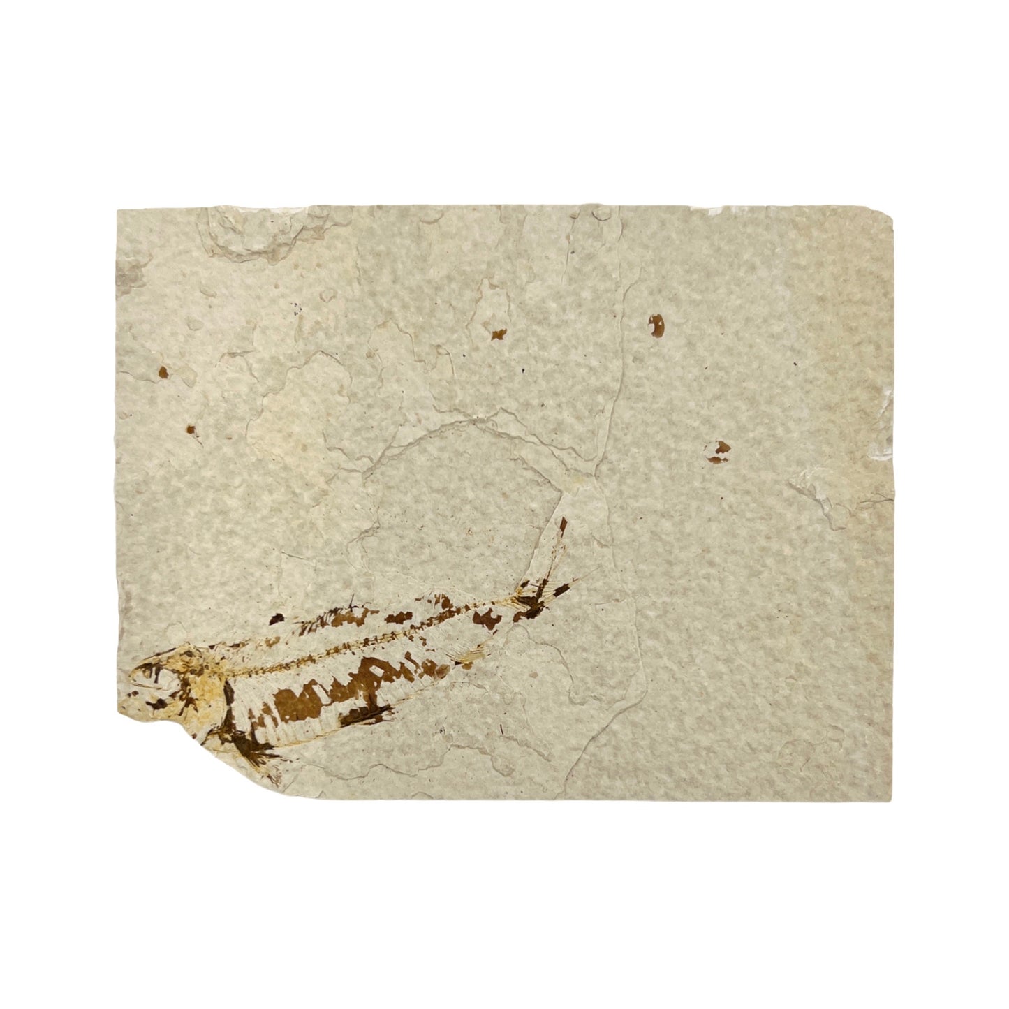 Fossil Fish Plates (Knightia from Green River Formation, Positive/Negative Imprints)