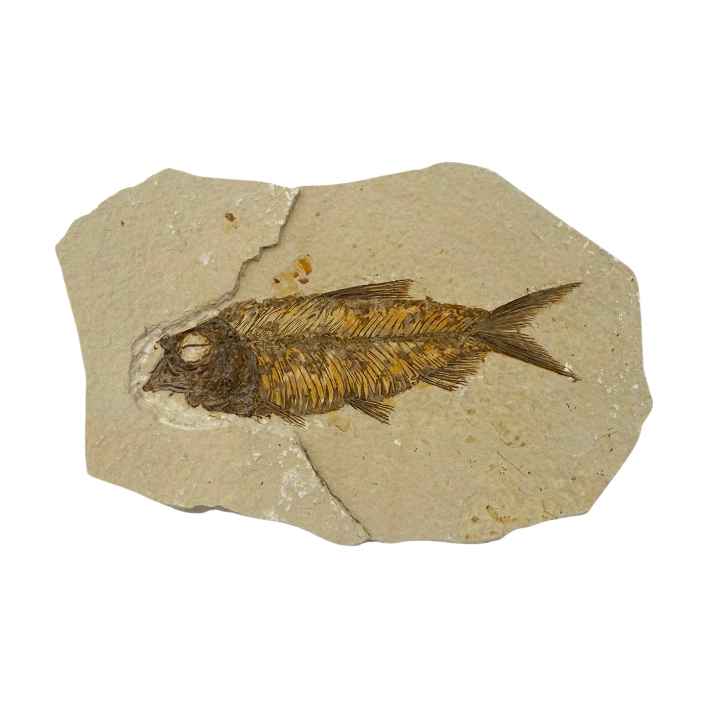 Fossil Fish Plate (Knightia from Green River Formation, M)