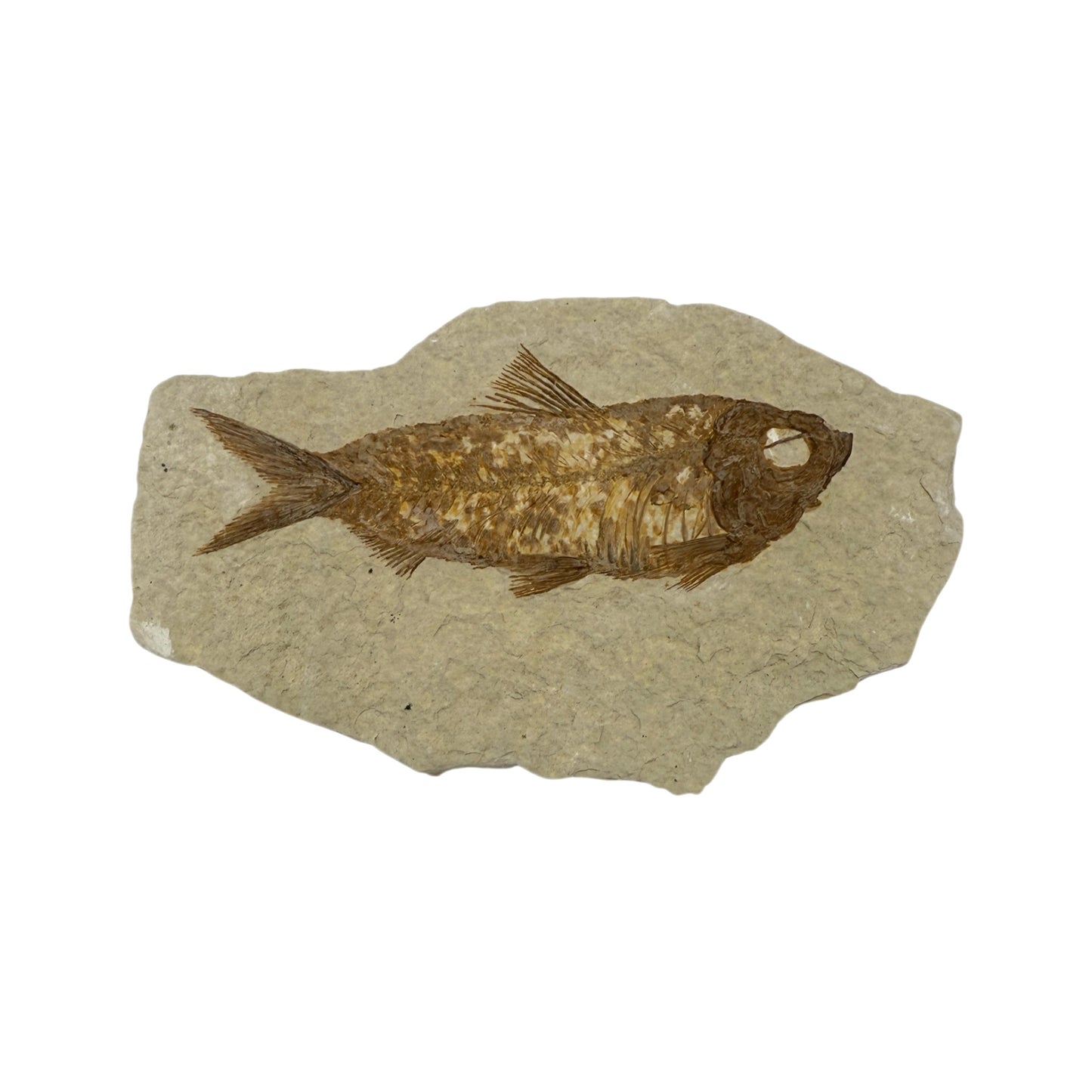 Fossil Fish Plate (Knightia from Green River Formation, M)