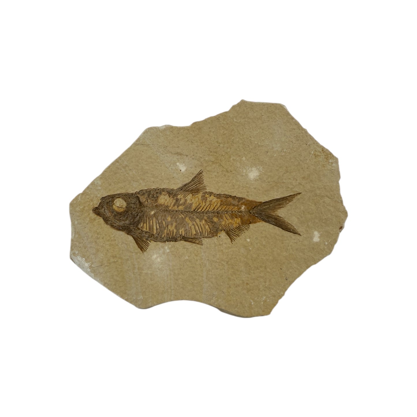 Fossil Fish Plate (Knightia from Green River Formation, M)