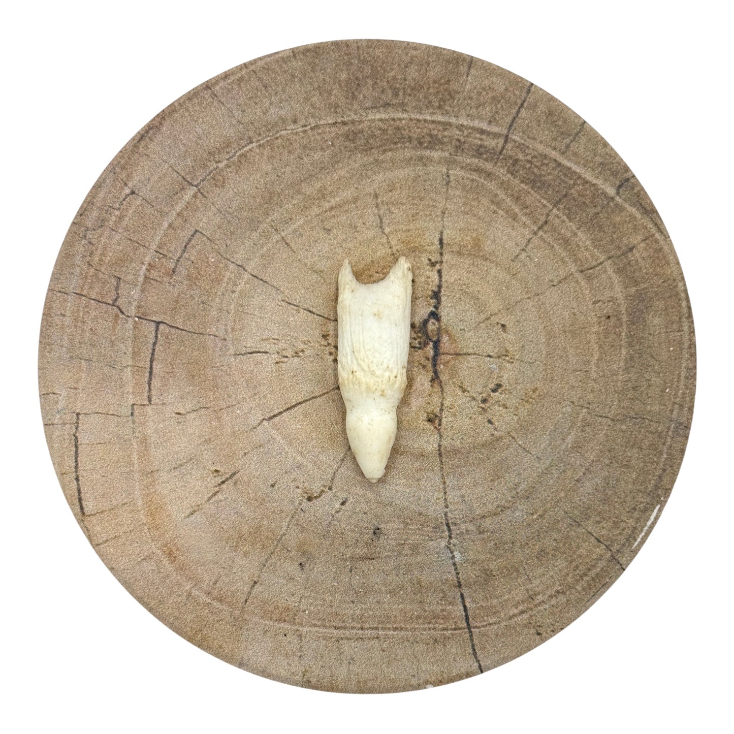 Alligator Tooth