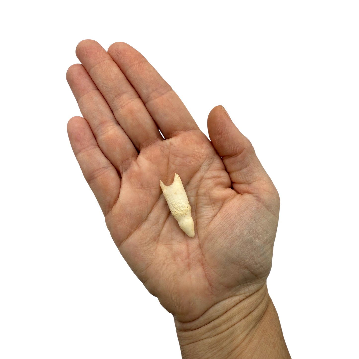 Alligator Tooth